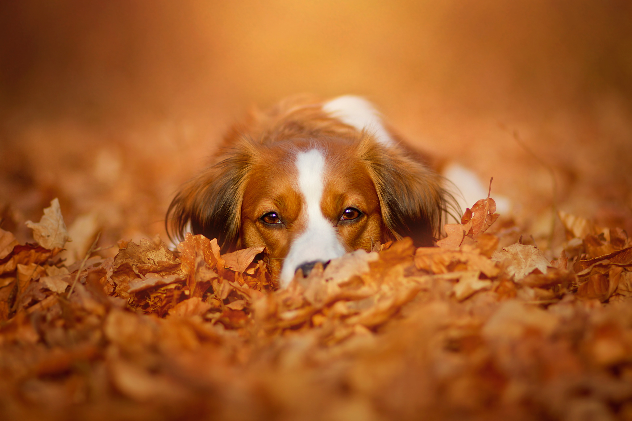 Download mobile wallpaper Dogs, Dog, Leaf, Fall, Animal, Cute for free.