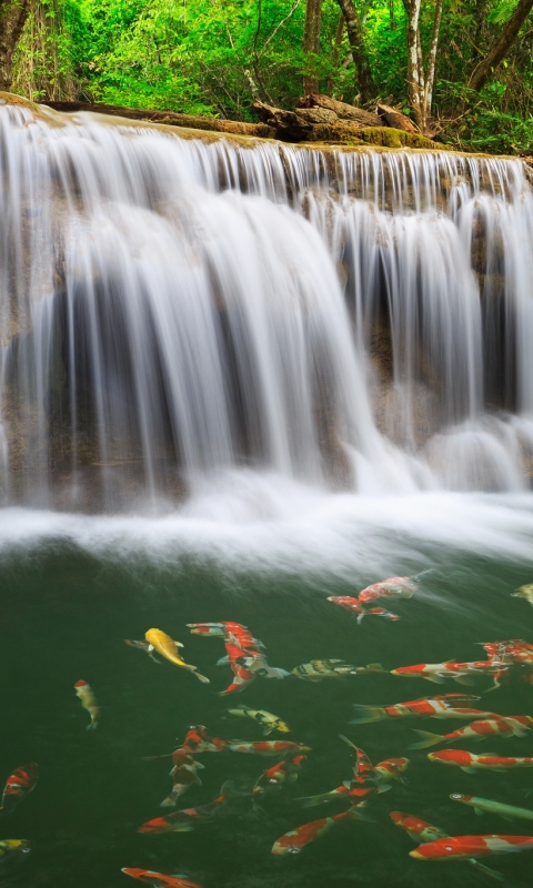 Скачать картинку Водопады, Рыбы, Водопад, Рыба, Таиланд, Земля/природа, Национальный Парк Эраван, Водопад Эраван в телефон бесплатно.