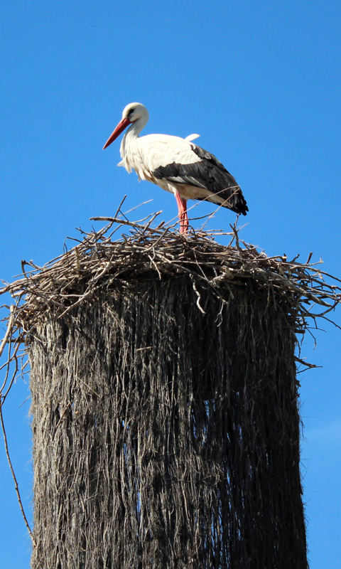 Download mobile wallpaper Birds, Bird, Animal, White Stork for free.