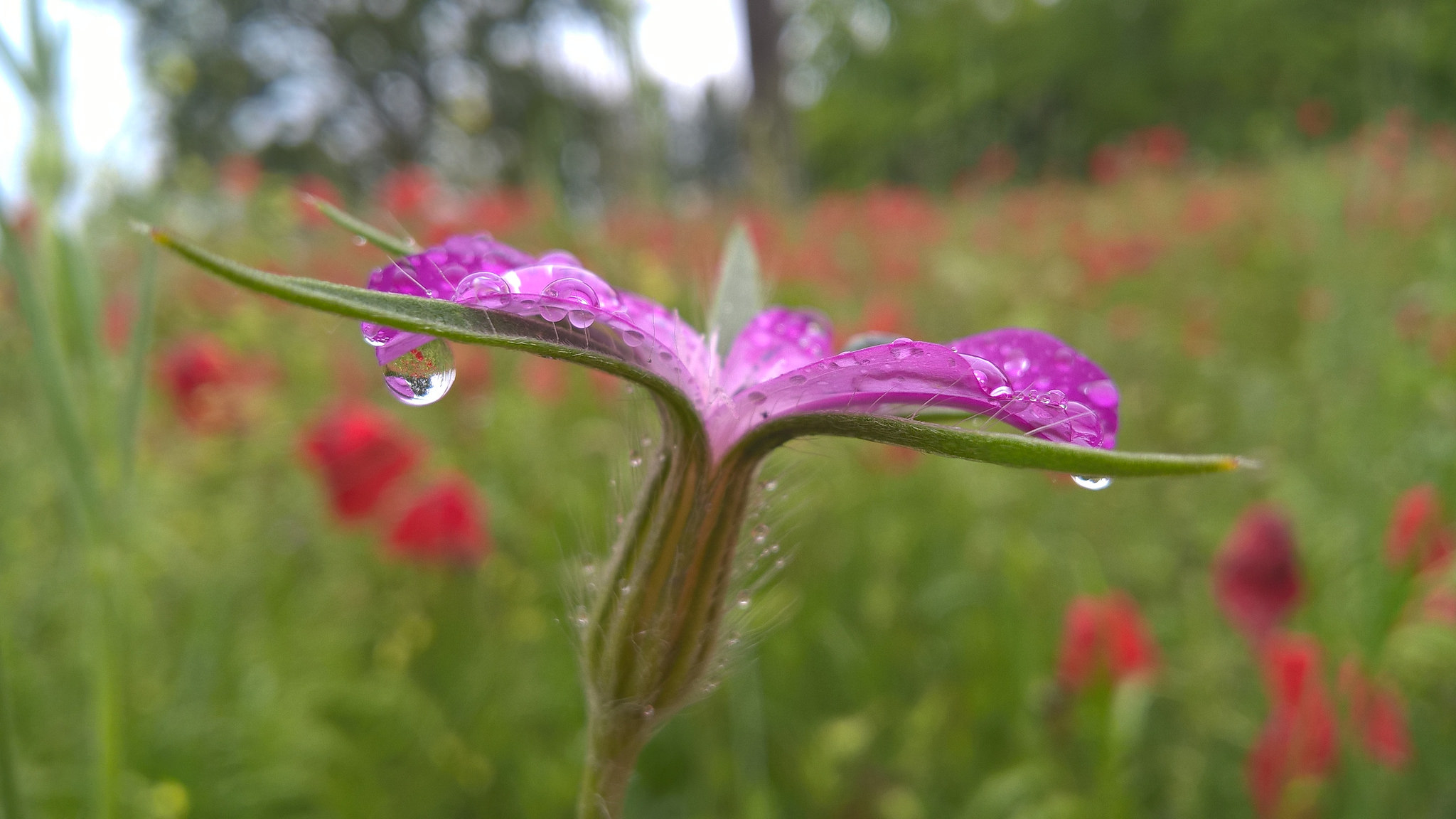 Download mobile wallpaper Blur, Water Drop, Flowers, Field, Nature, Flower, Earth for free.