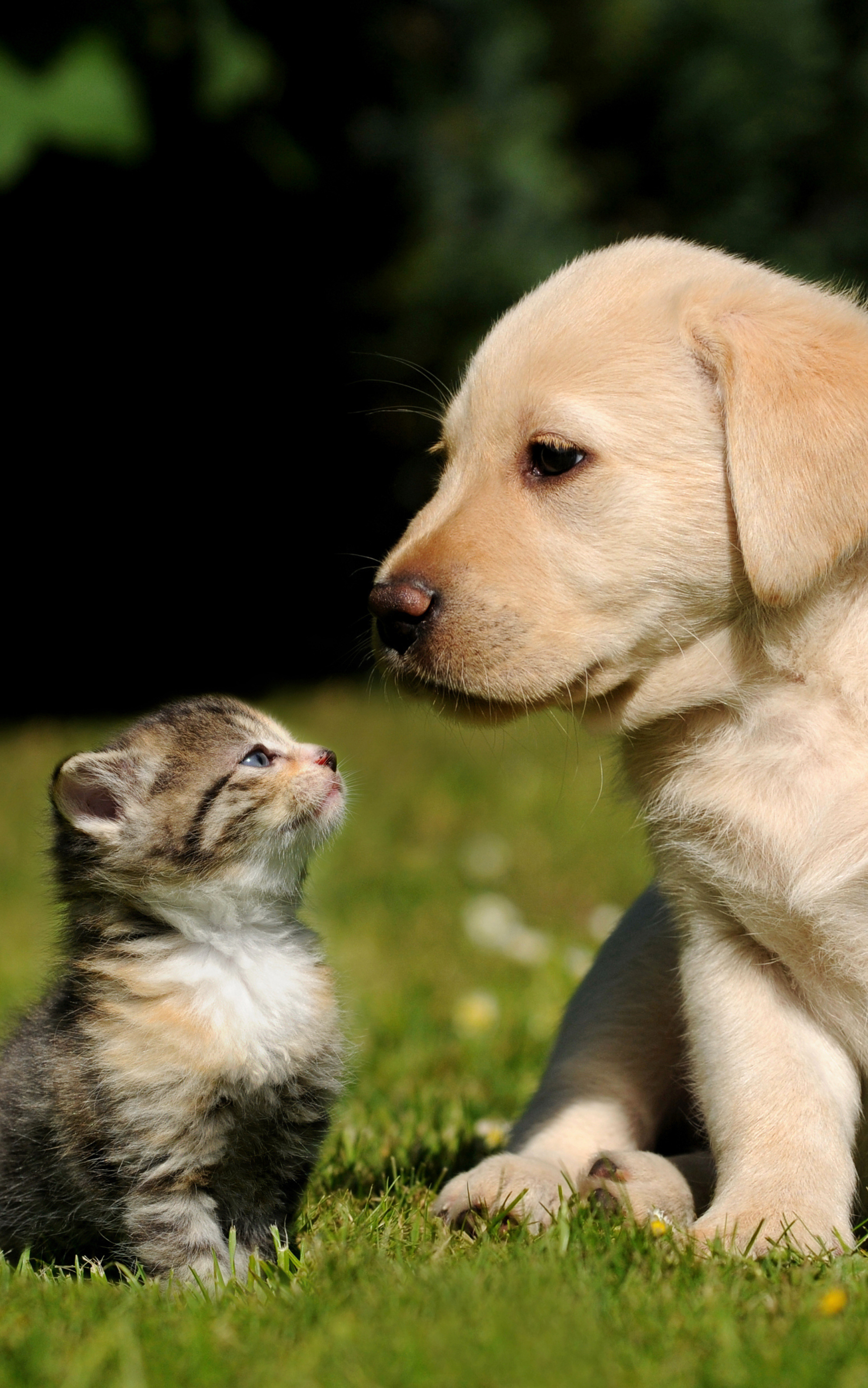 Download mobile wallpaper Kitten, Animal, Puppy, Cute, Cat & Dog for free.