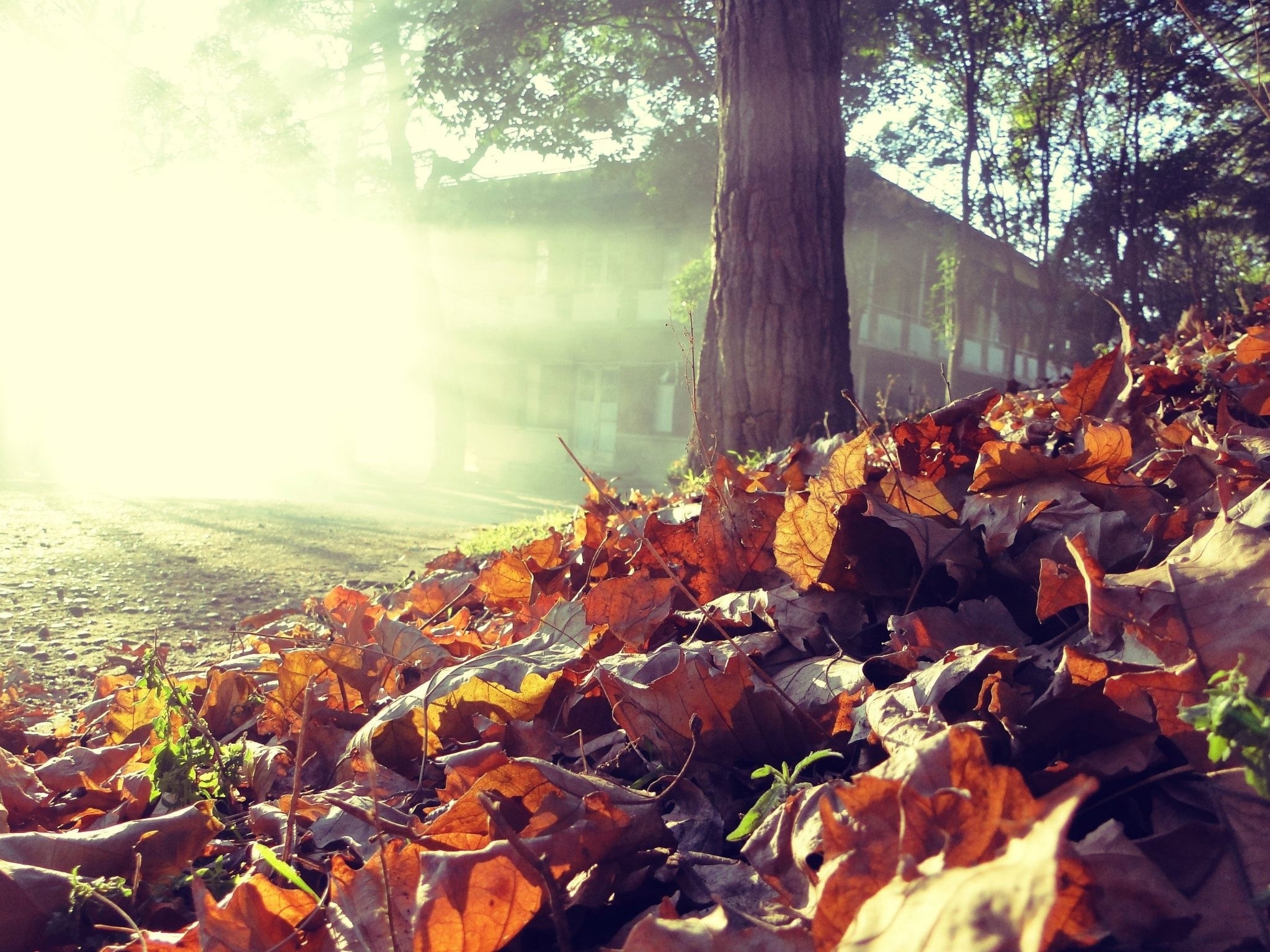 Baixe gratuitamente a imagem Natureza, Outono, Folhas, Brilhar, Luz, Árvore, Lar, Terra, Madeira, Casa na área de trabalho do seu PC
