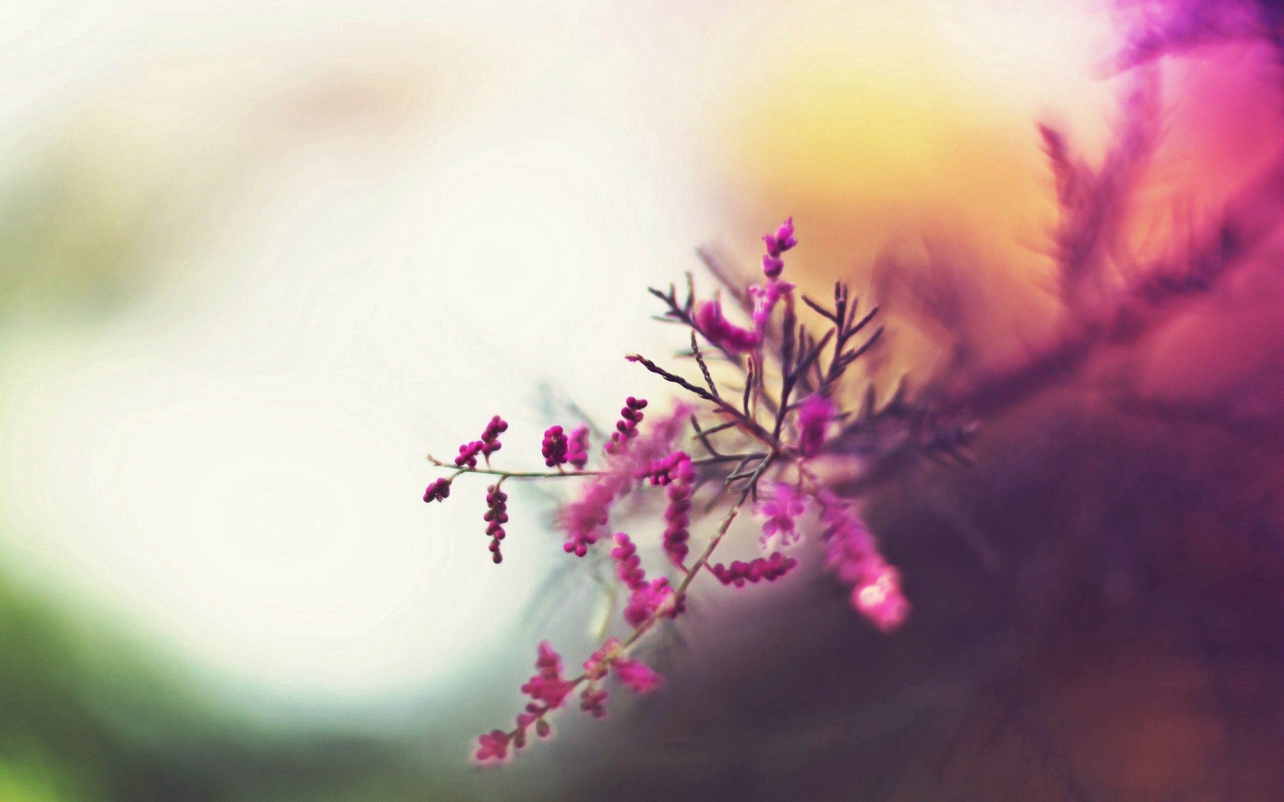 1920x1080 Background flowers, pink, macro, glare, branch