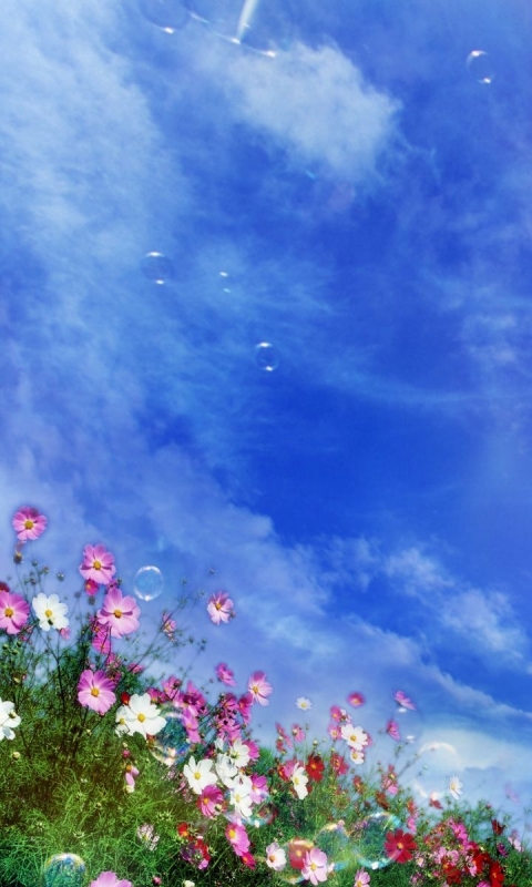 Handy-Wallpaper Natur, Blumen, Blume, Wolke, Blase, Seifenblase, Himmel, Erde/natur kostenlos herunterladen.