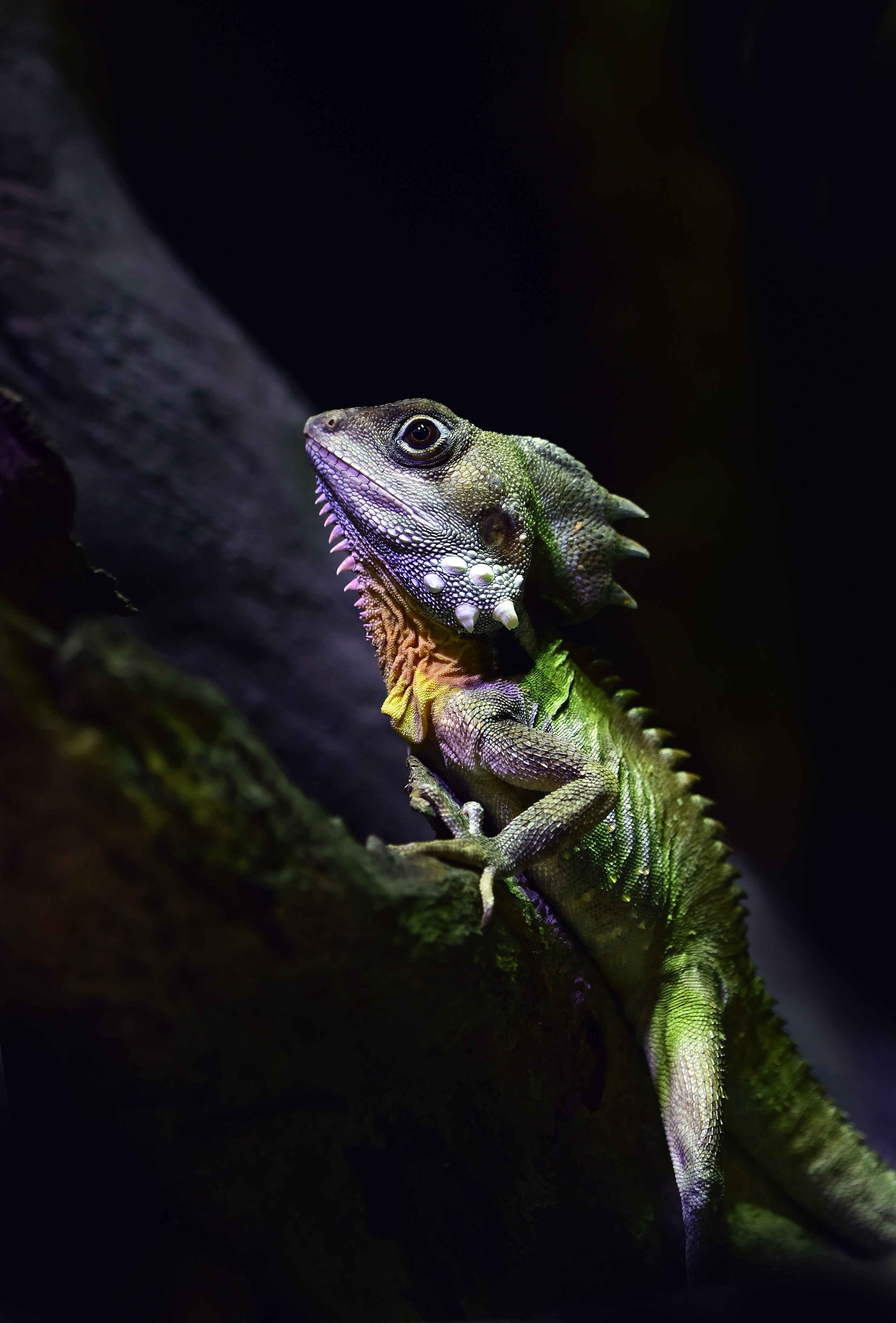 154549 Bild herunterladen tiere, eidechse, reptil, reptile, australischer walddrache, australian forest dragon - Hintergrundbilder und Bildschirmschoner kostenlos