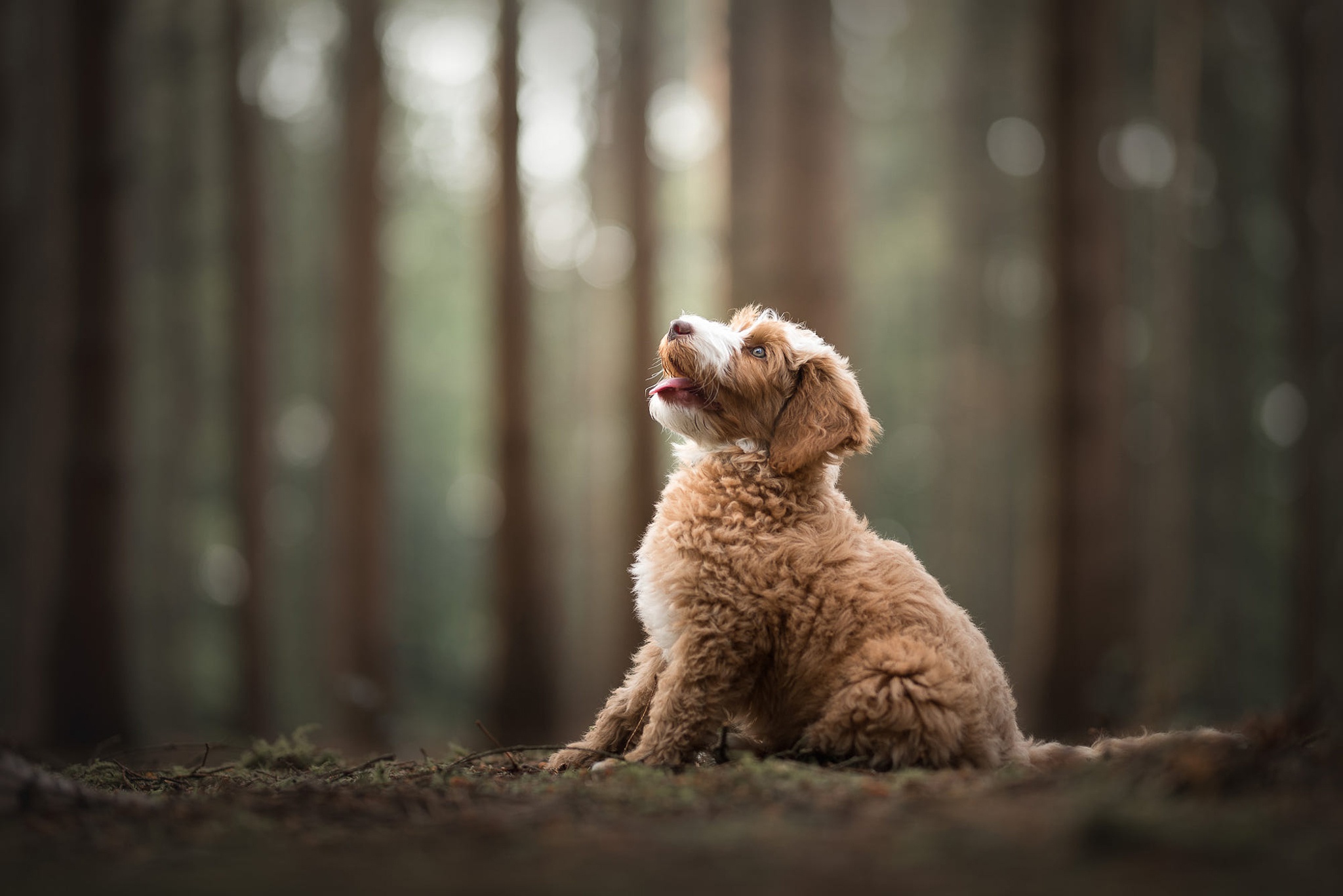 Download mobile wallpaper Dogs, Dog, Animal, Puppy, Baby Animal, Depth Of Field for free.