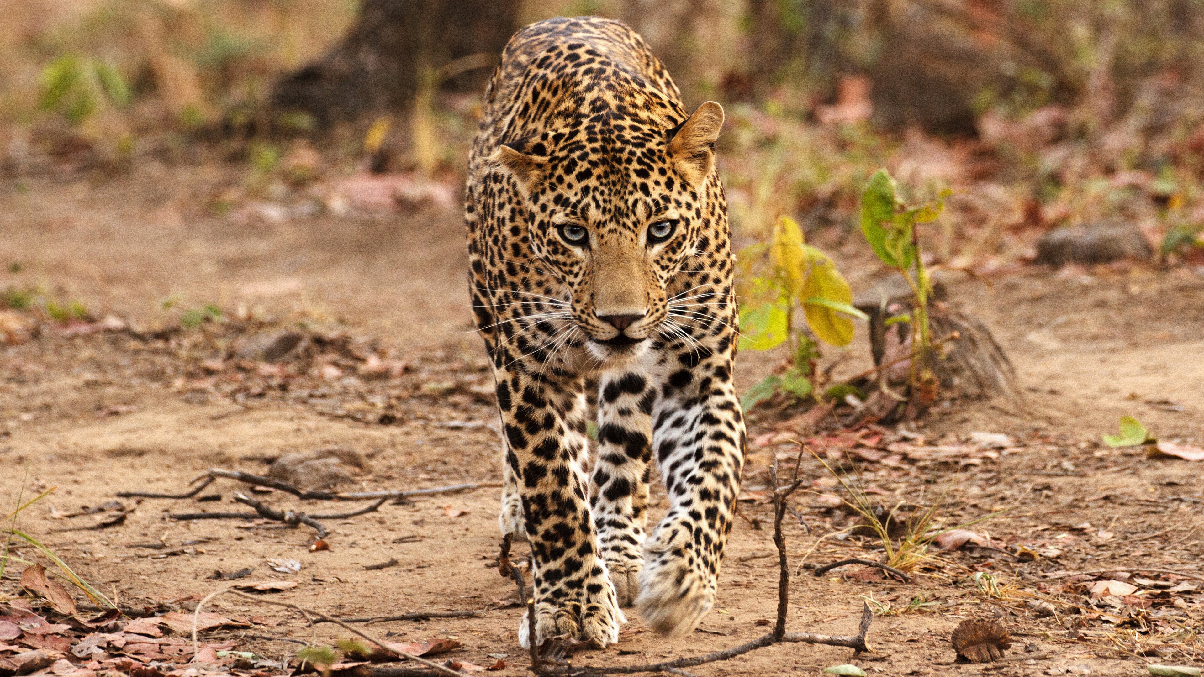 Baixar papel de parede para celular de Animais, Gatos, Leopardo gratuito.