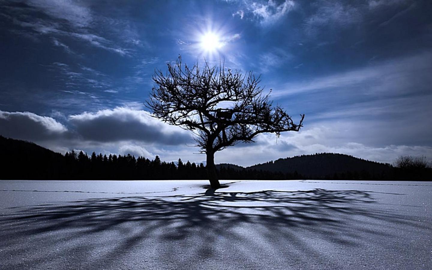 Descarga gratis la imagen Invierno, Sol, Silueta, Árbol, Tierra, Sombra, Tierra/naturaleza en el escritorio de tu PC