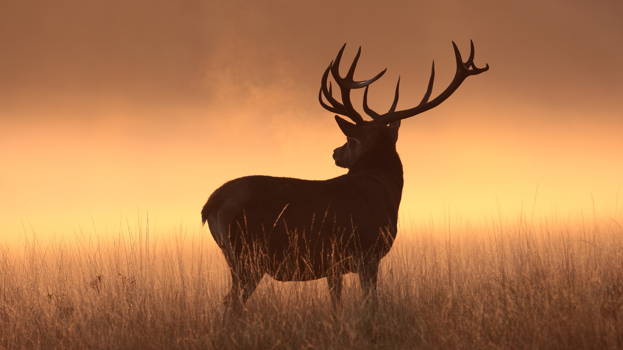 silhouette, animal, deer, stag