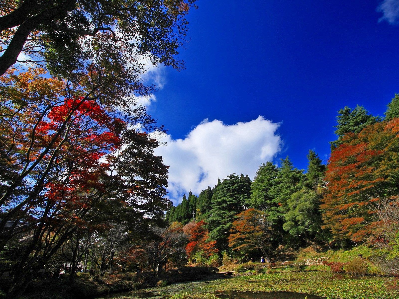 PCデスクトップに自然, 木, 秋画像を無料でダウンロード