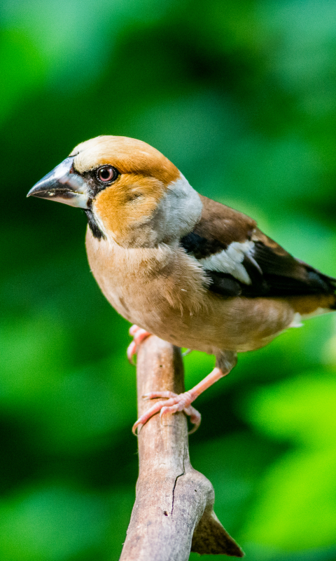 無料モバイル壁紙動物, 鳥, ブランチ, ぼかしをダウンロードします。