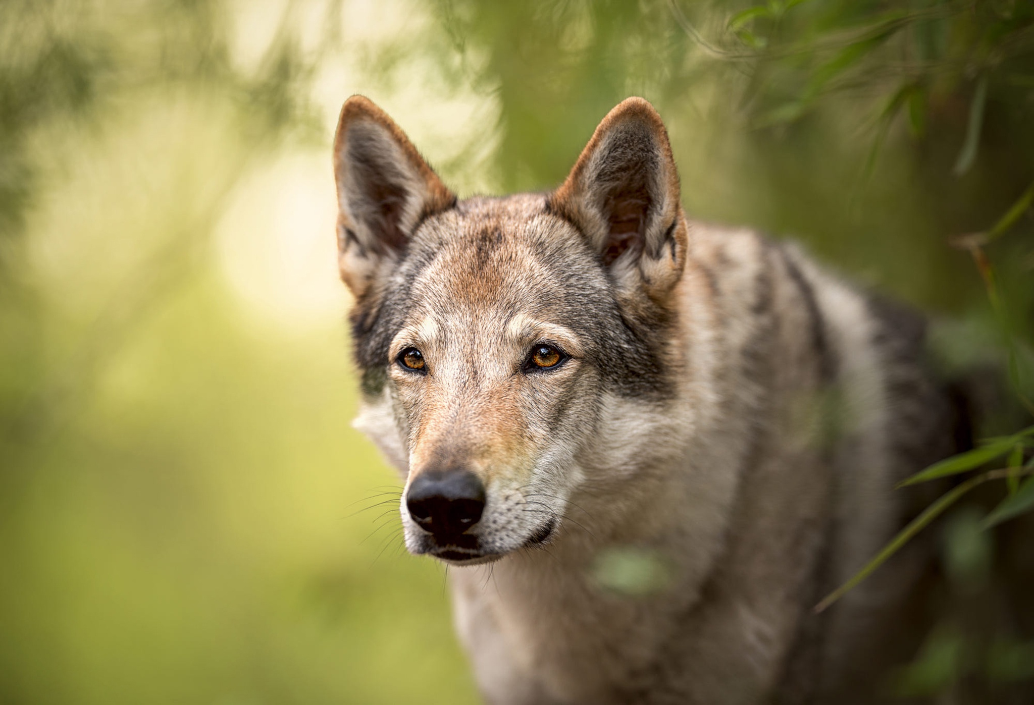 Download mobile wallpaper Dogs, Wolf, Animal, Czechoslovakian Wolfdog, Wolfdog for free.