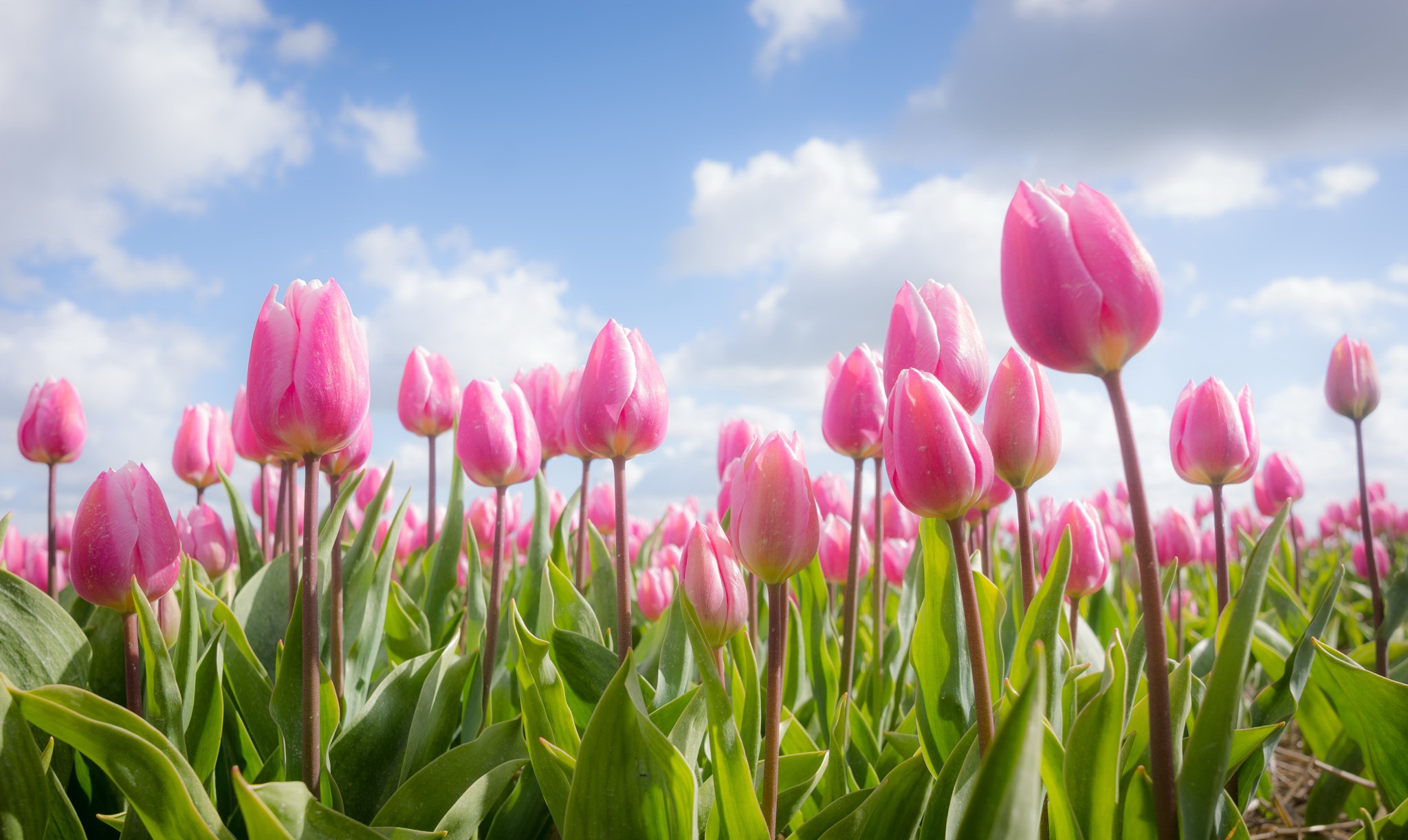 Download mobile wallpaper Nature, Flowers, Summer, Flower, Earth, Tulip, Pink Flower for free.