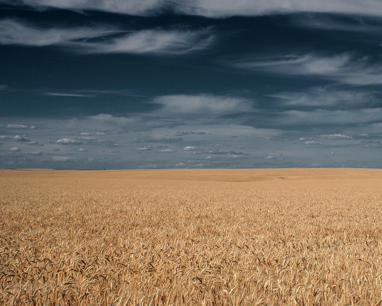 earth, wheat