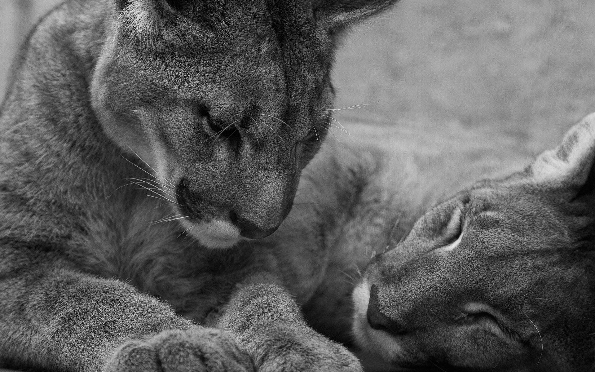 HD wallpaper care, lions, animals, to lie down, lie, muzzle, bw, chb