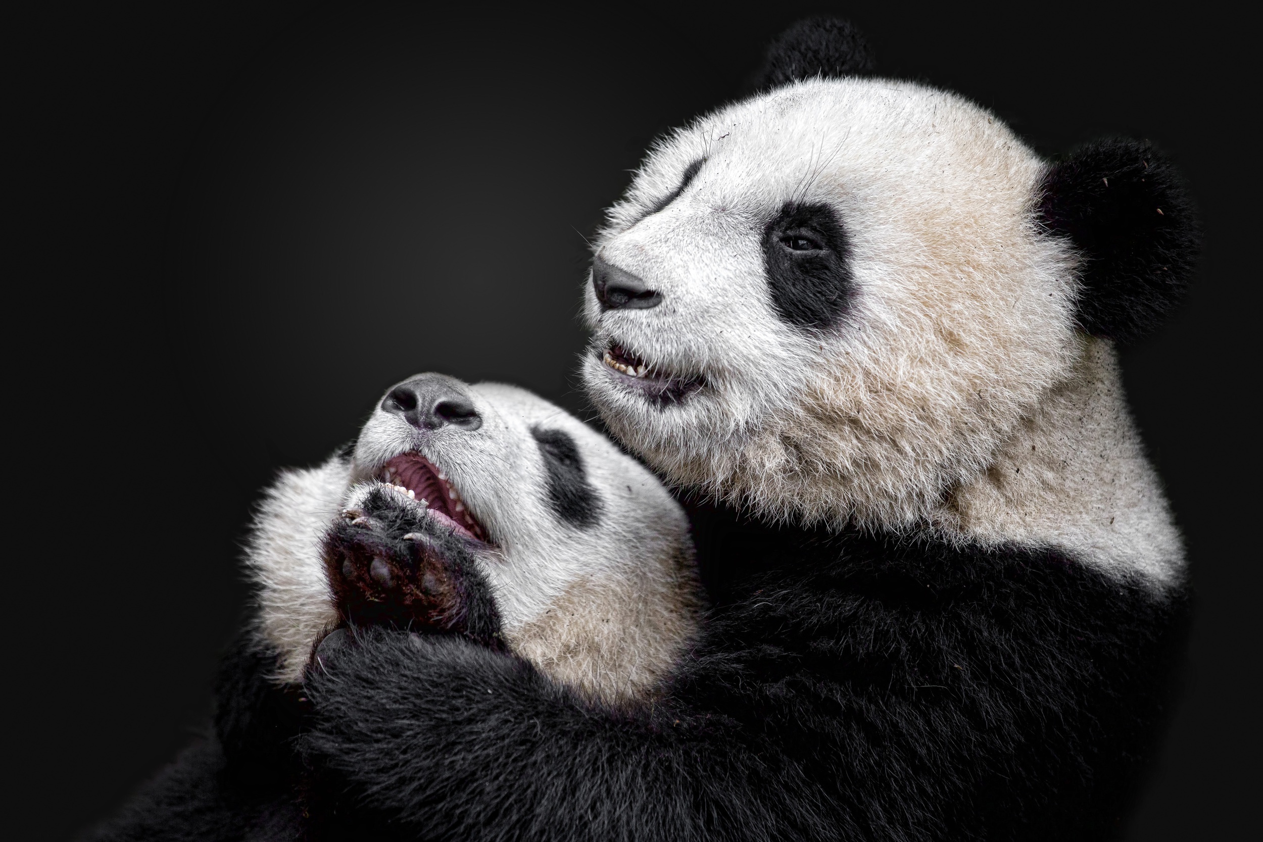 Handy-Wallpaper Tiere, Panda kostenlos herunterladen.