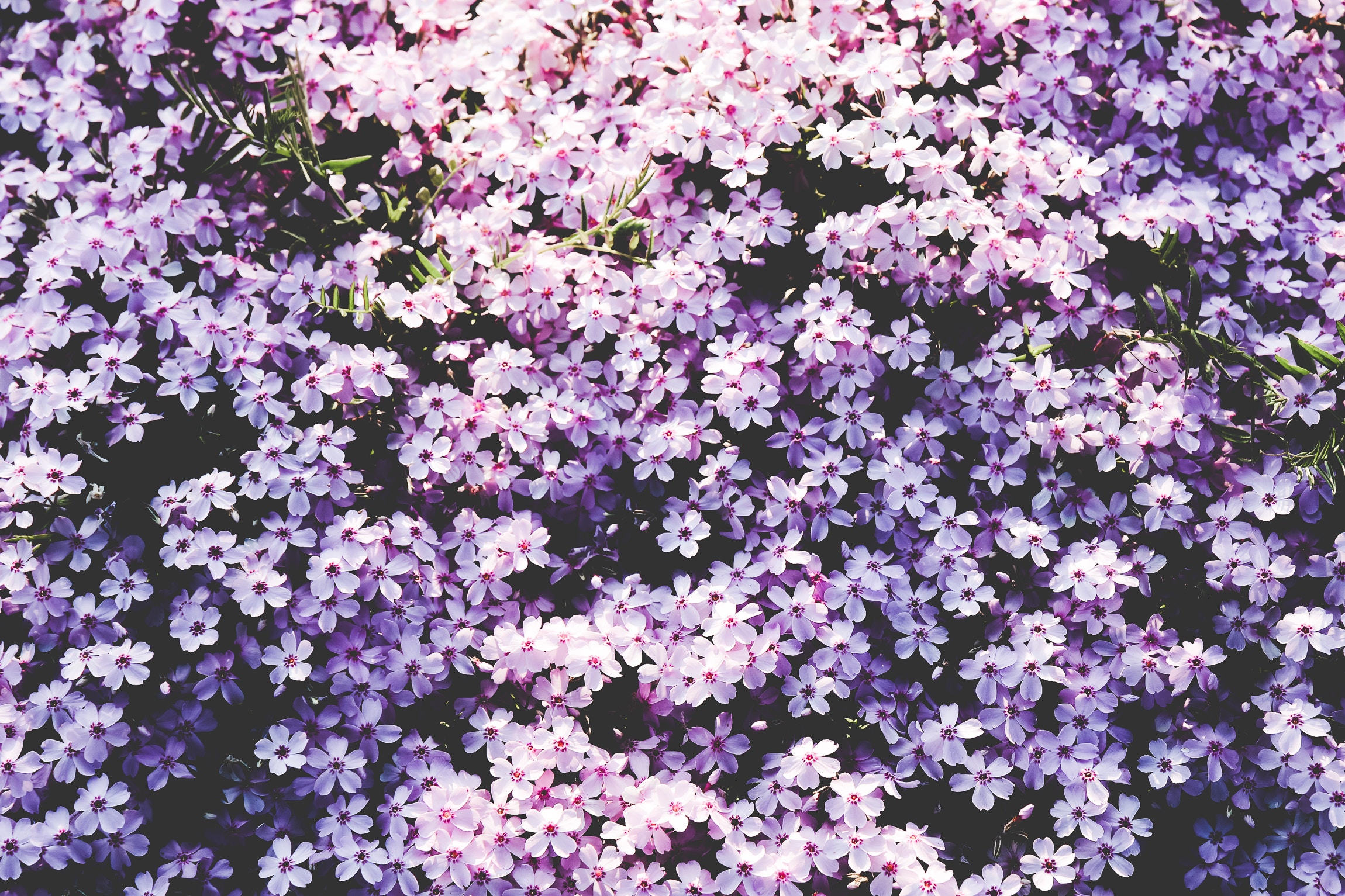 flowers, lilac, polyana, glade
