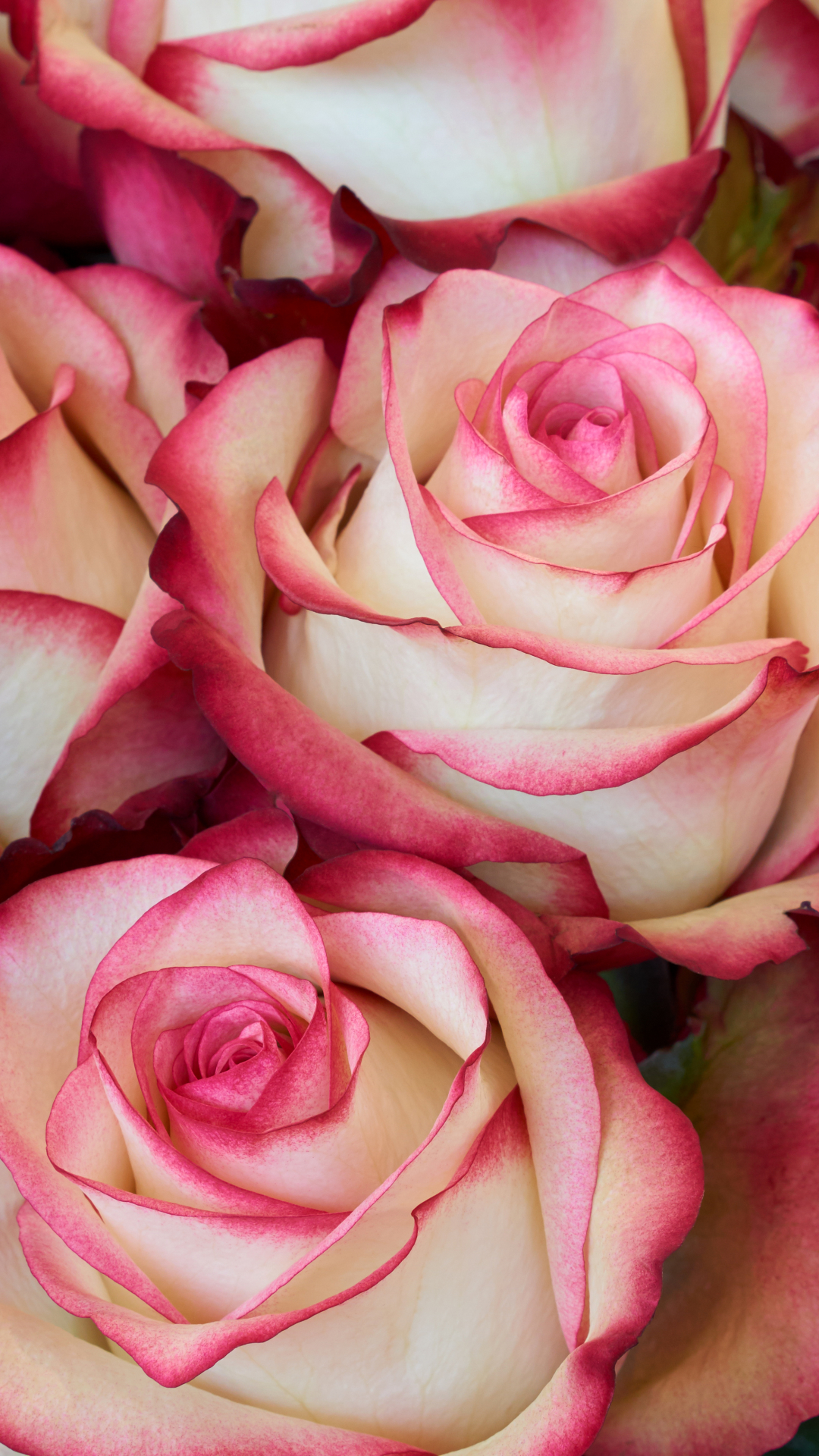 Téléchargez des papiers peints mobile Fleurs, Rose, Fleur, Terre, Terre/nature, Fleur Rose, Rose Rose gratuitement.