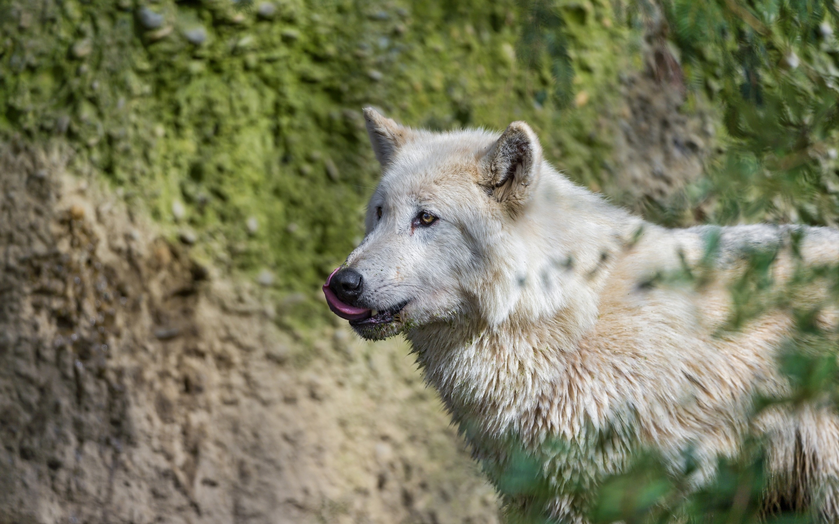 Handy-Wallpaper Wolves, Wolf, Tiere kostenlos herunterladen.
