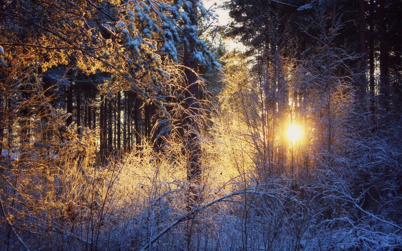 無料モバイル壁紙木, 雪, 冬, 日没, 風景をダウンロードします。