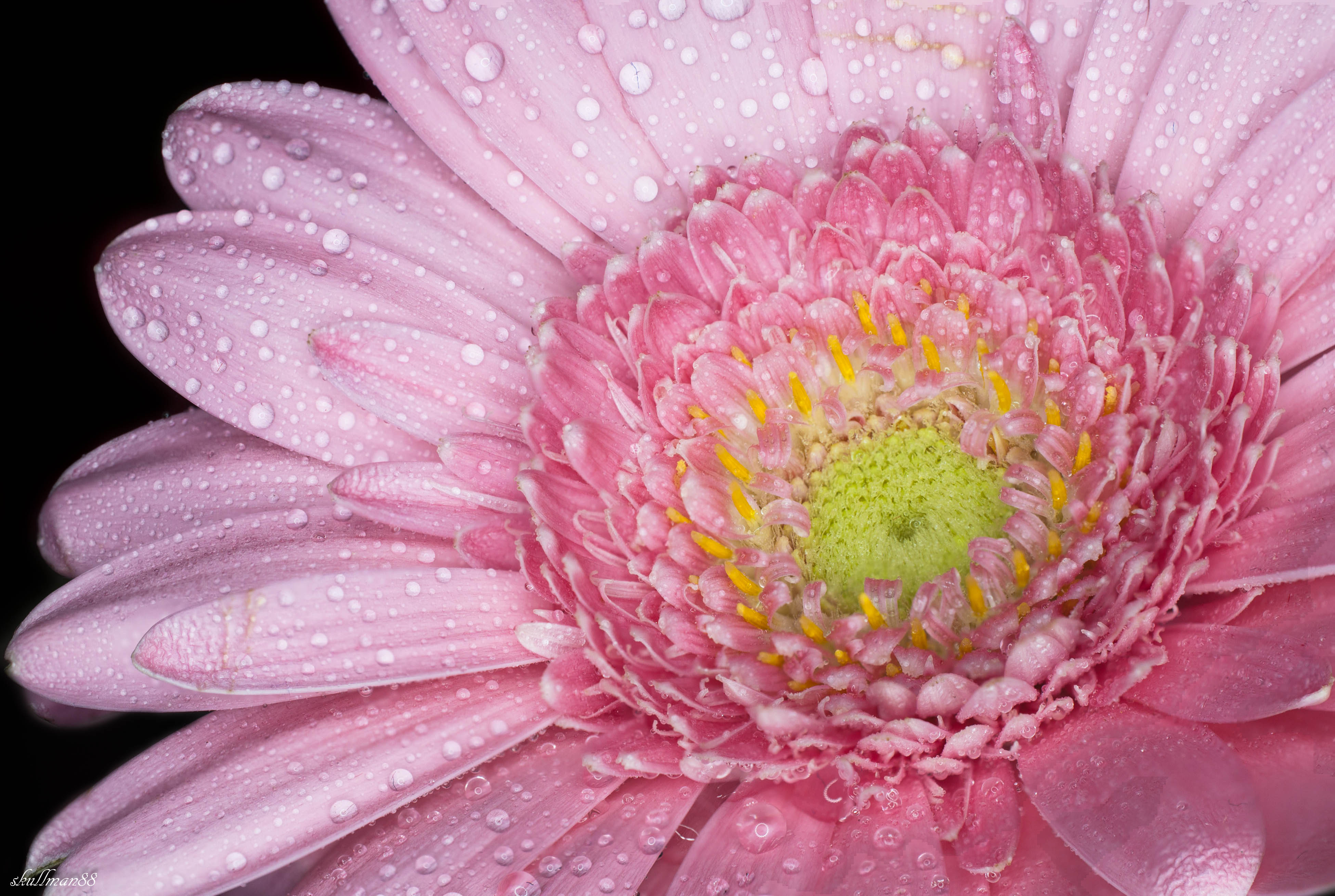 Free download wallpaper Flowers, Flower, Macro, Earth, Dew, Petal on your PC desktop