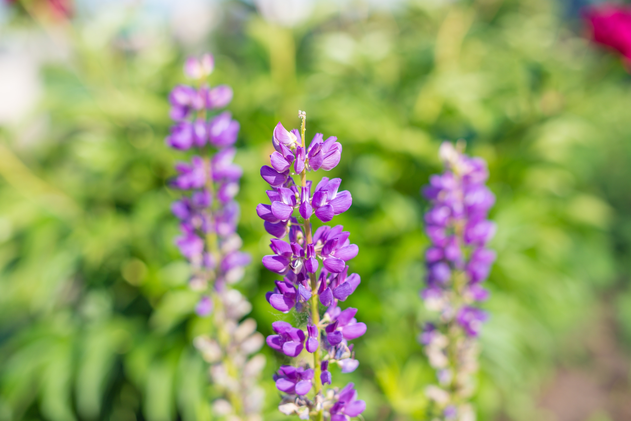 Download mobile wallpaper Earth, Lupine for free.