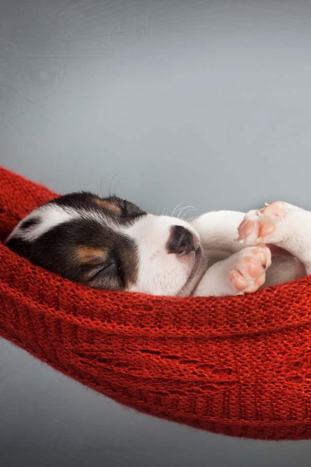 Téléchargez des papiers peints mobile Animaux, Chiens, Chien, Chiot gratuitement.