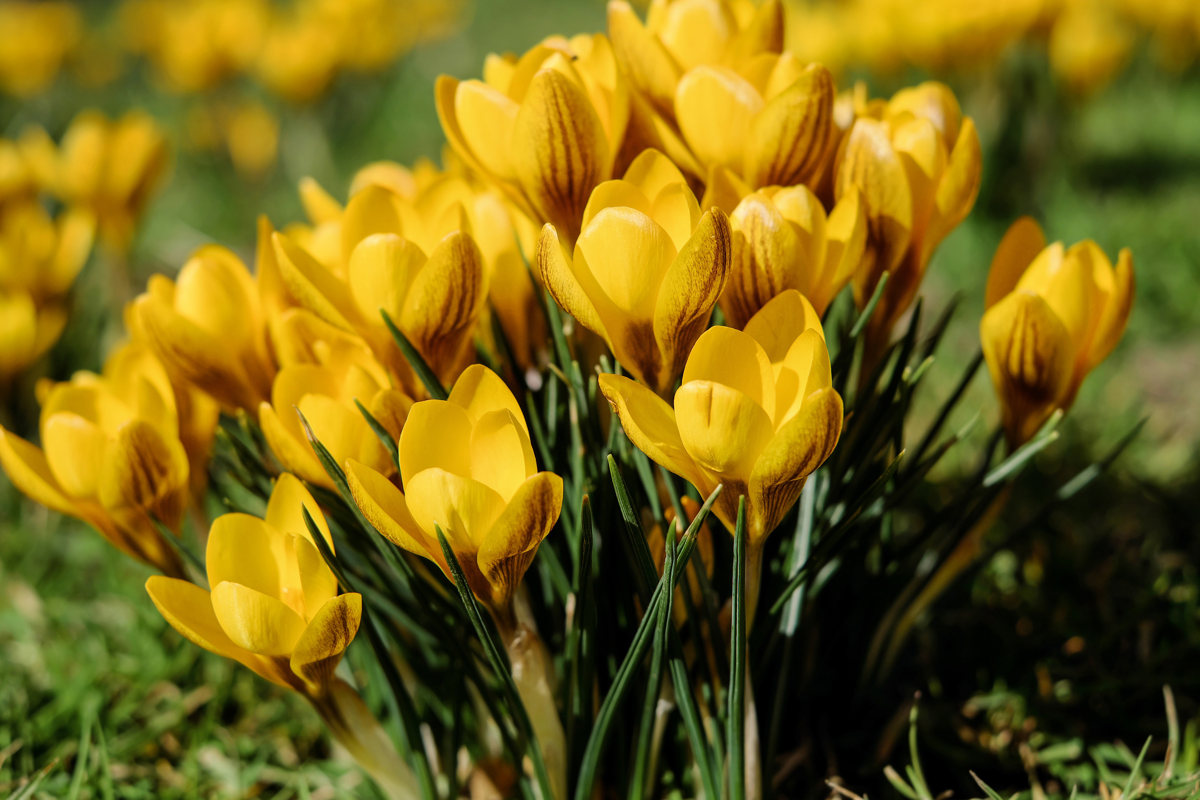 156475 baixar imagens flores, snowdrops, amarelo, primavera - papéis de parede e protetores de tela gratuitamente