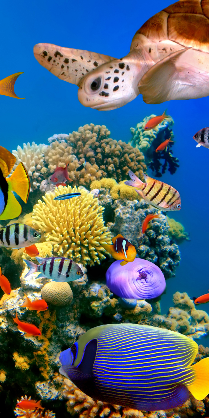 1137935 baixar papel de parede animais, peixe, tartaruga, recife de corais, embaixo da agua, peixes - protetores de tela e imagens gratuitamente