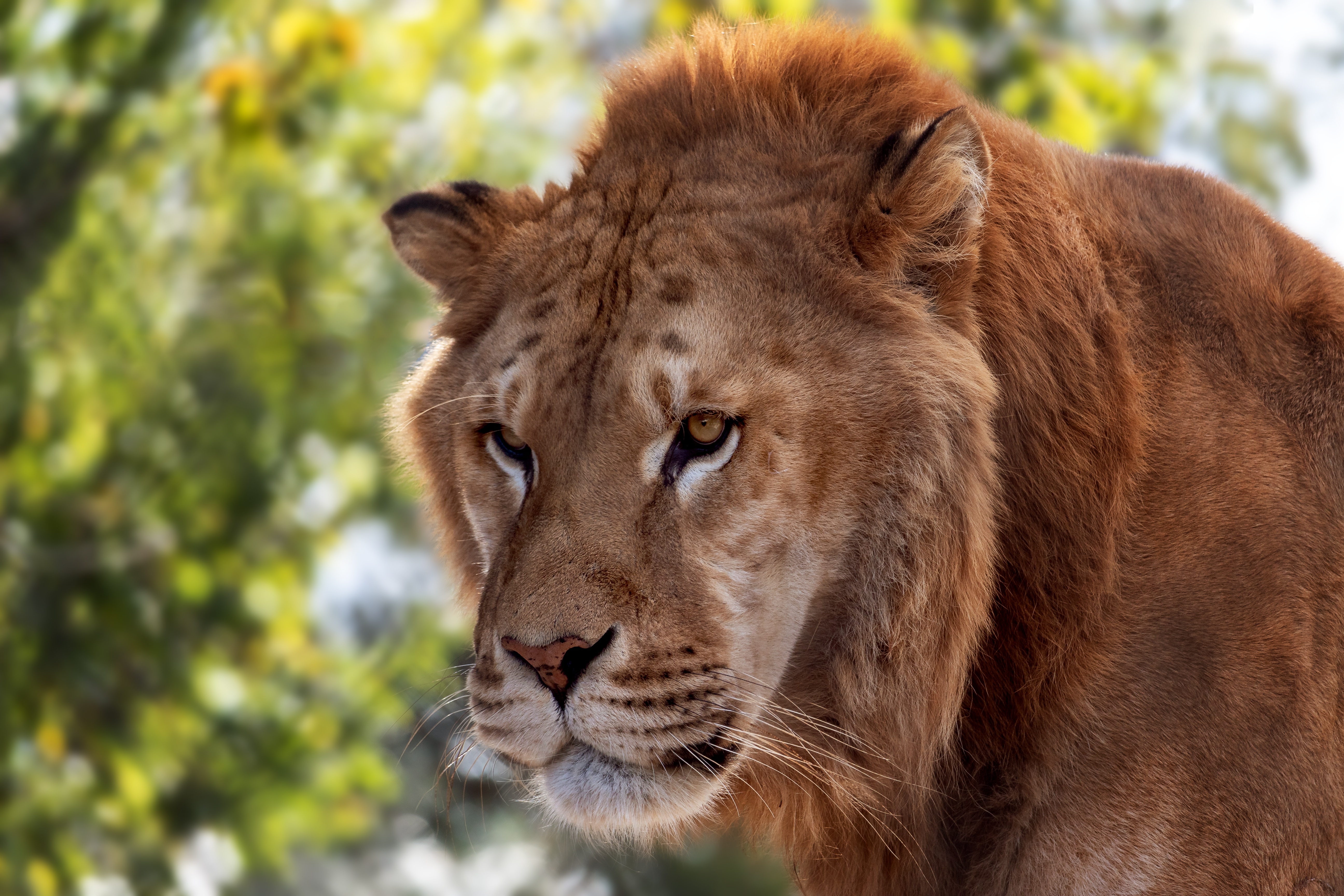 Téléchargez des papiers peints mobile Animaux, Chats, Lion gratuitement.