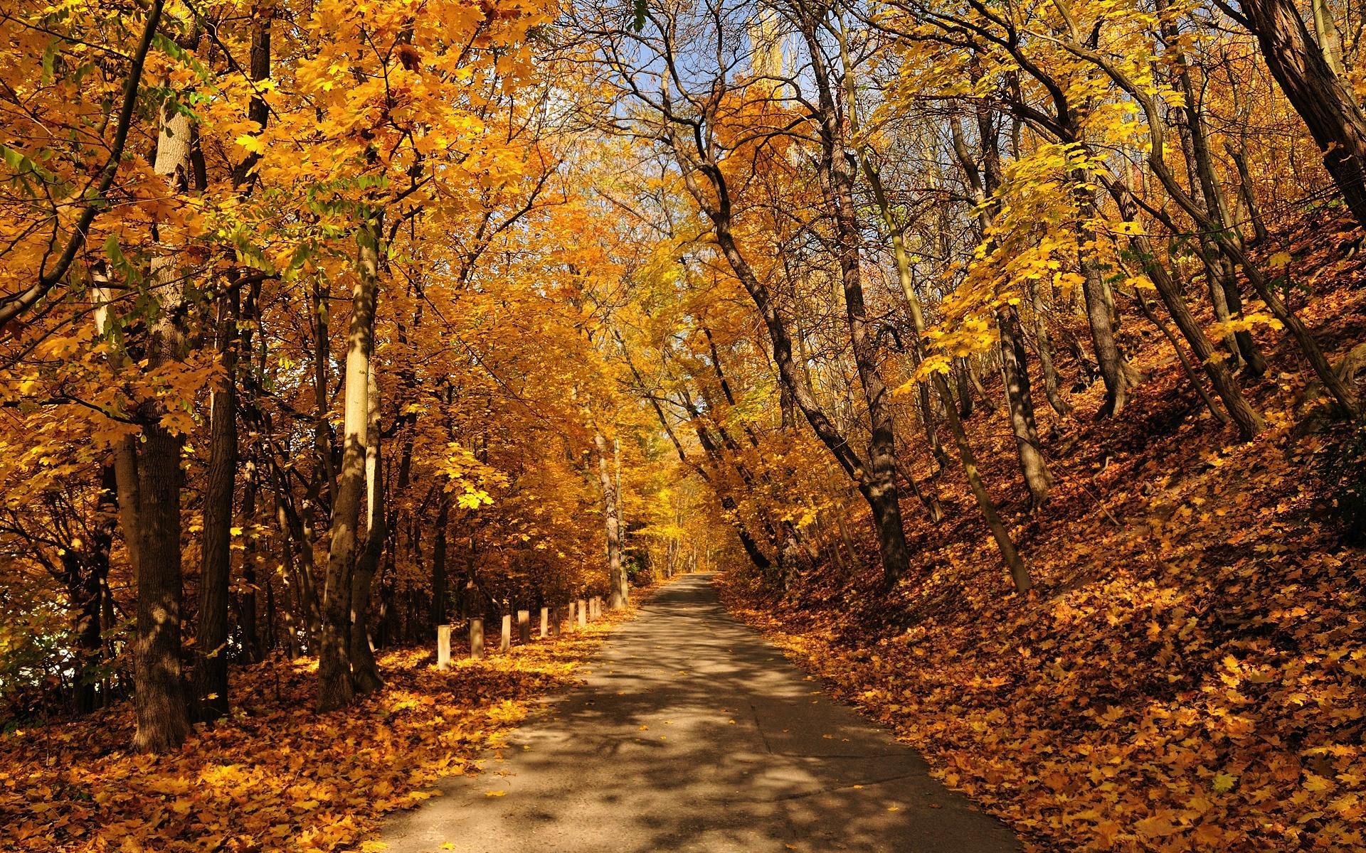 無料モバイル壁紙風景, 道路, 秋, オレンジをダウンロードします。