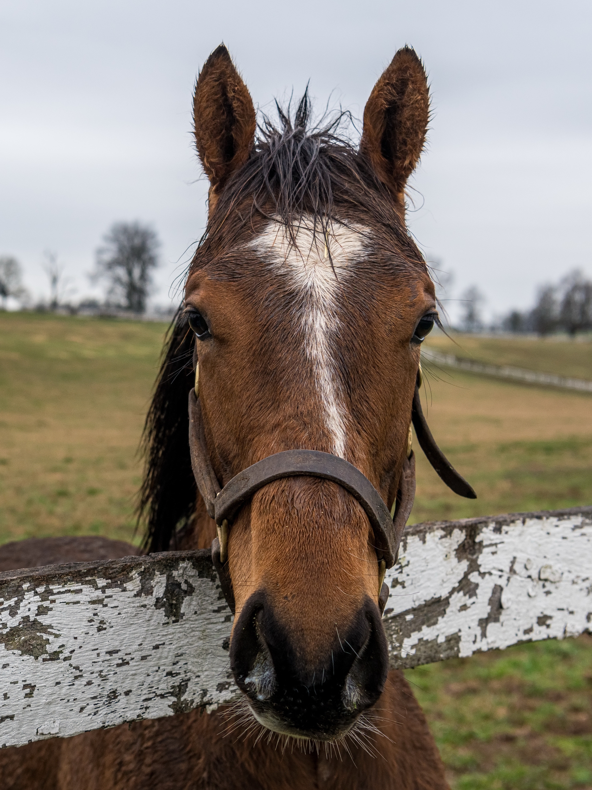 無料モバイル壁紙動物, 馬, 見詰めるをダウンロードします。