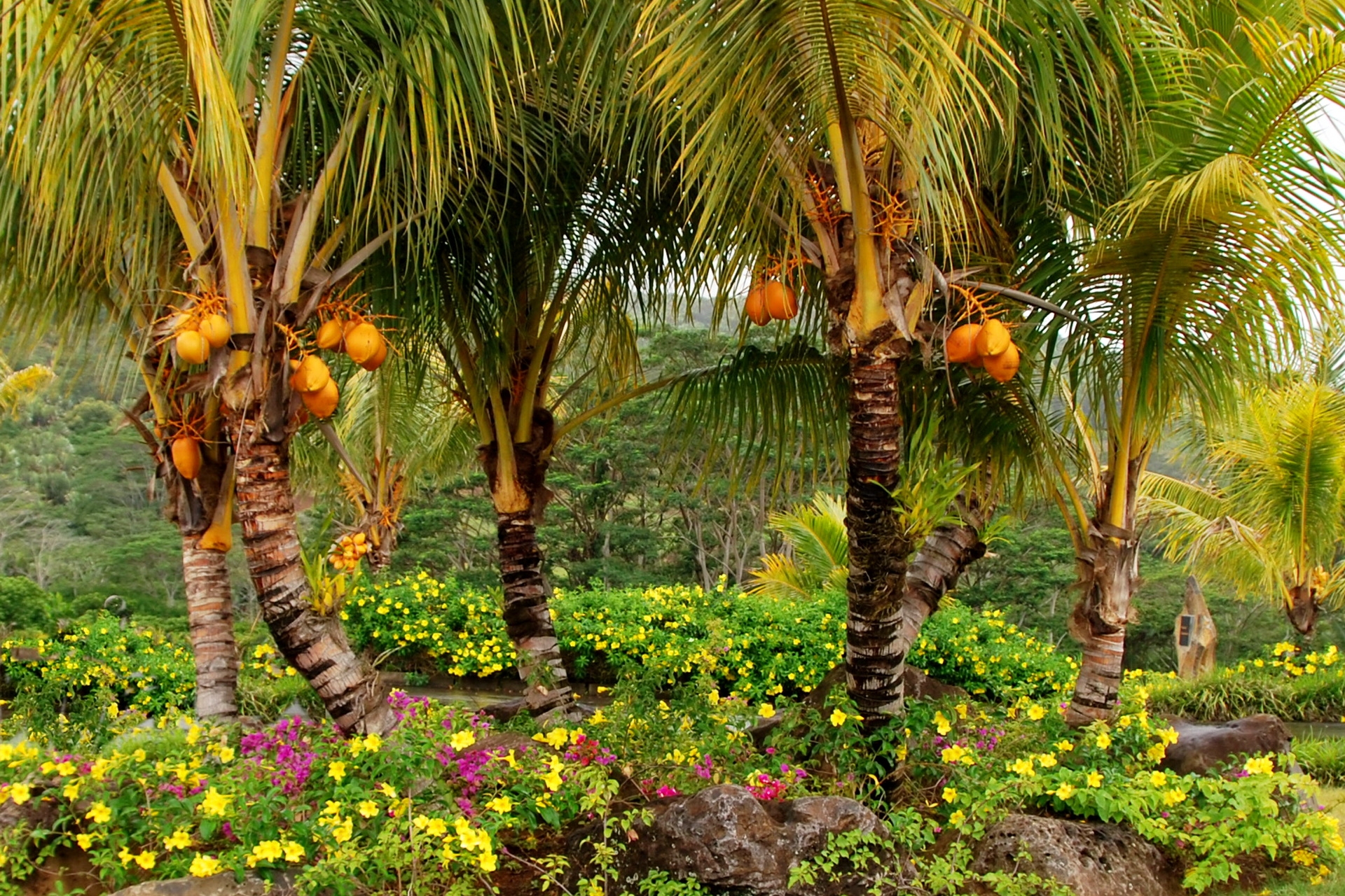 Download mobile wallpaper Trees, Nature, Palms, Fruit for free.