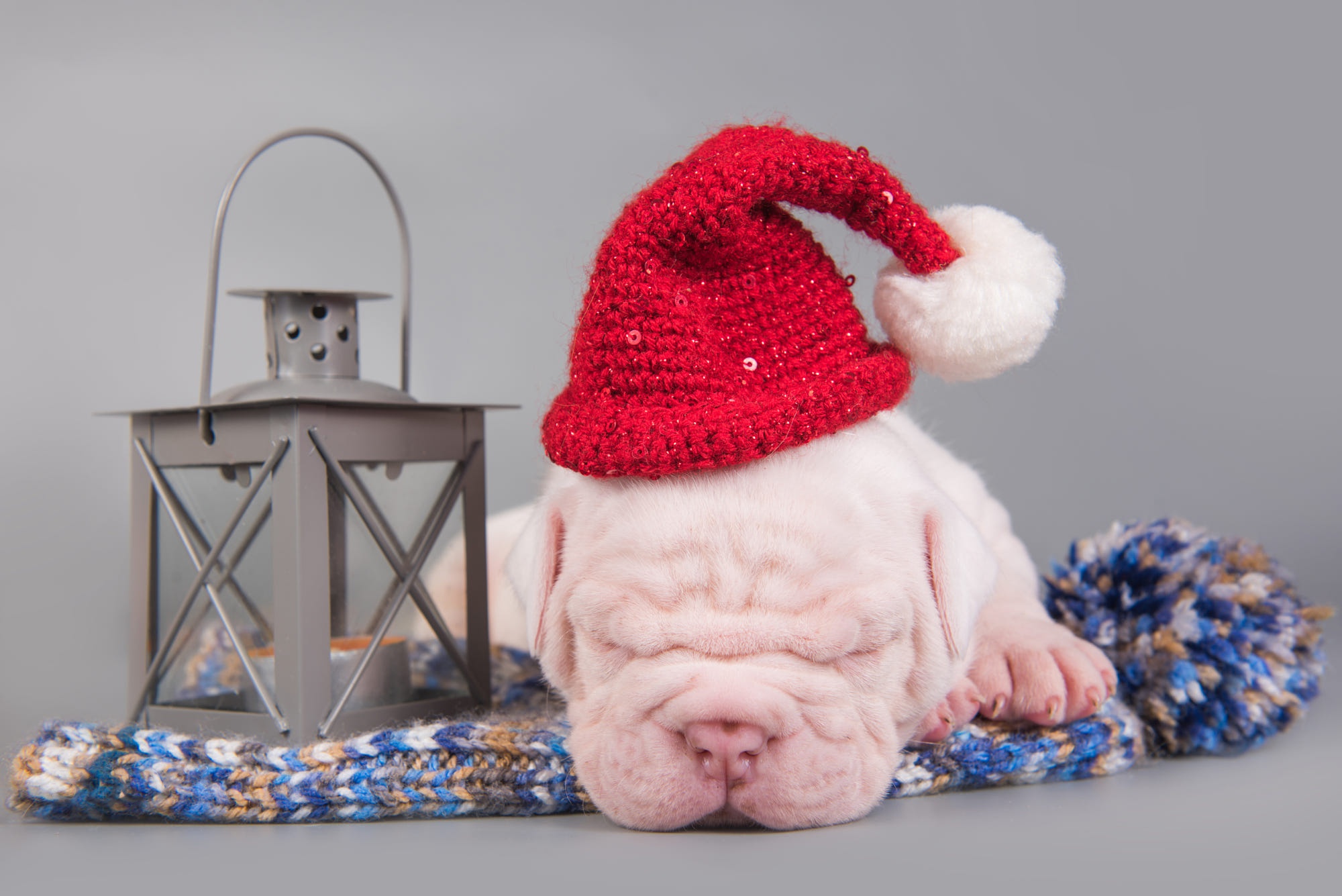 Download mobile wallpaper Dogs, Dog, Christmas, Animal, Puppy, Sleeping, Pit Bull, Baby Animal, Santa Hat for free.
