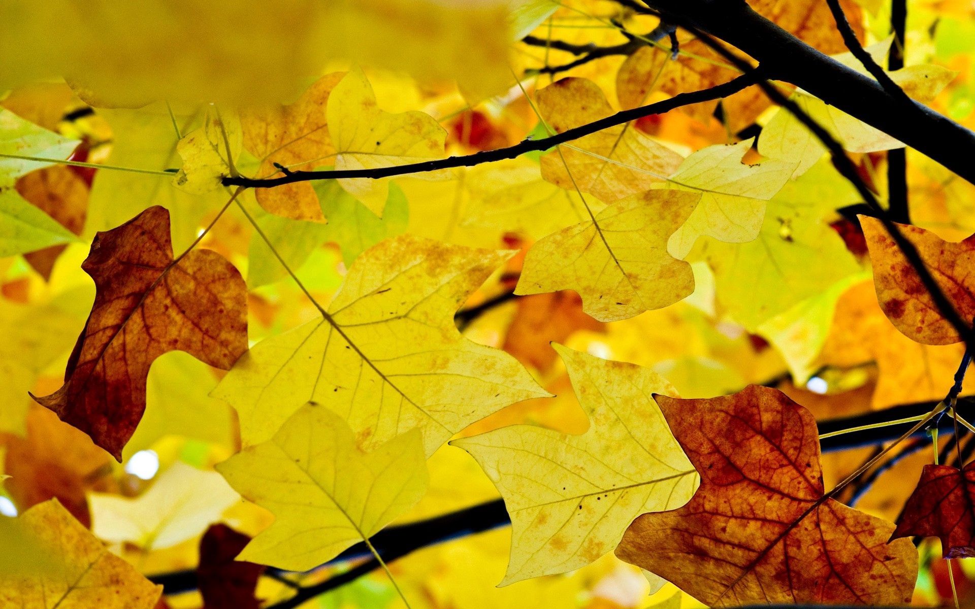 58361 завантажити картинку осінь, природа, листя, жовтий, гілки, гілка, сухий, сухі - шпалери і заставки безкоштовно
