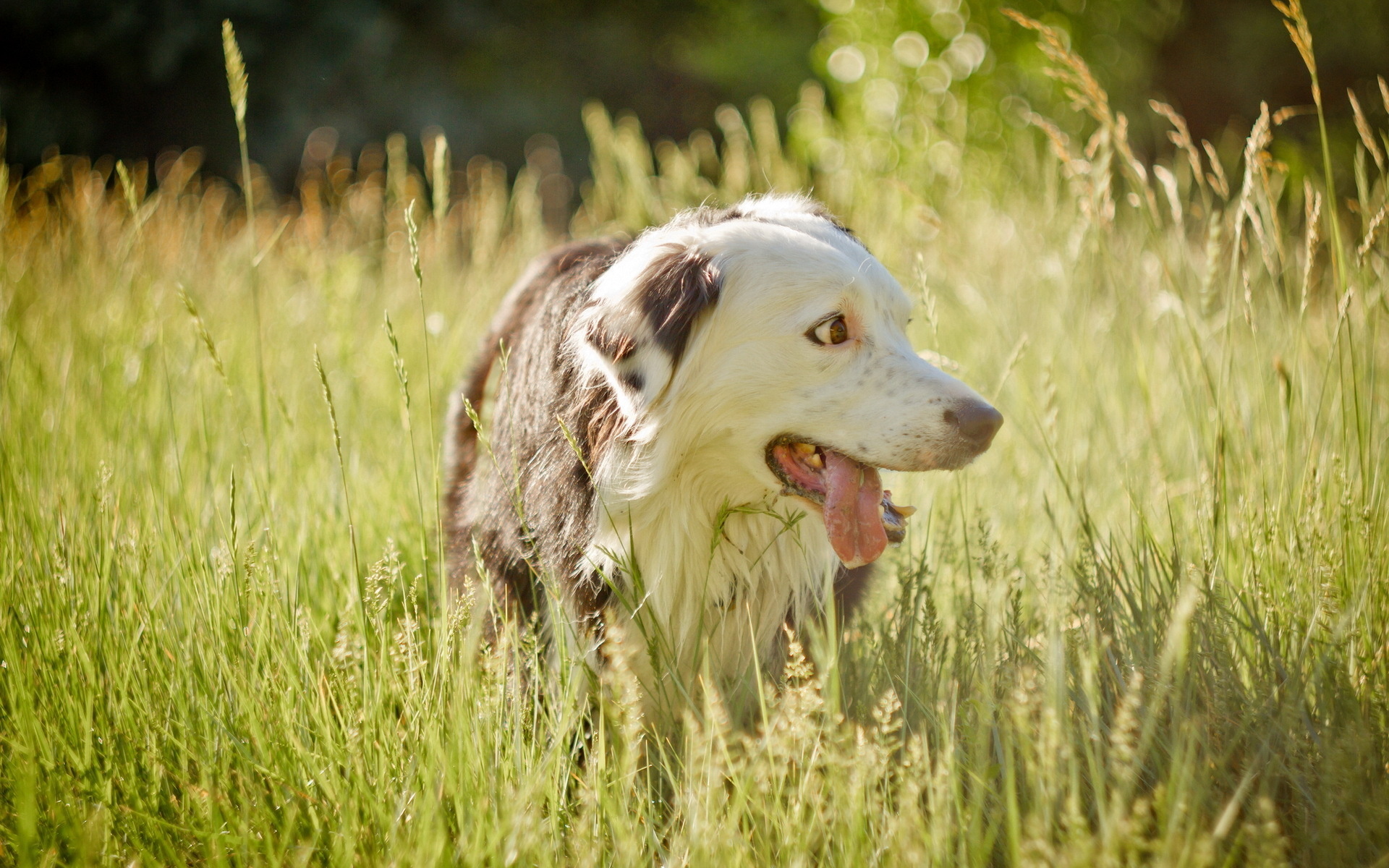 Téléchargez gratuitement l'image Chiens, Chien, Animaux sur le bureau de votre PC