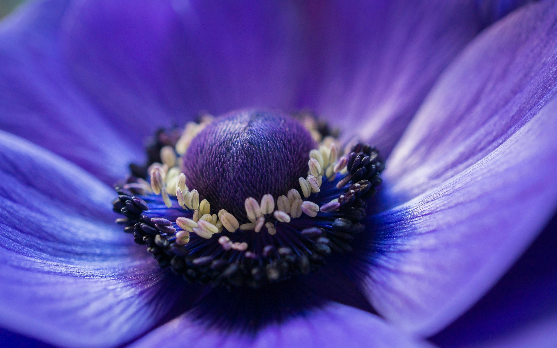 Téléchargez gratuitement l'image Fleurs, Fleur, Terre/nature sur le bureau de votre PC