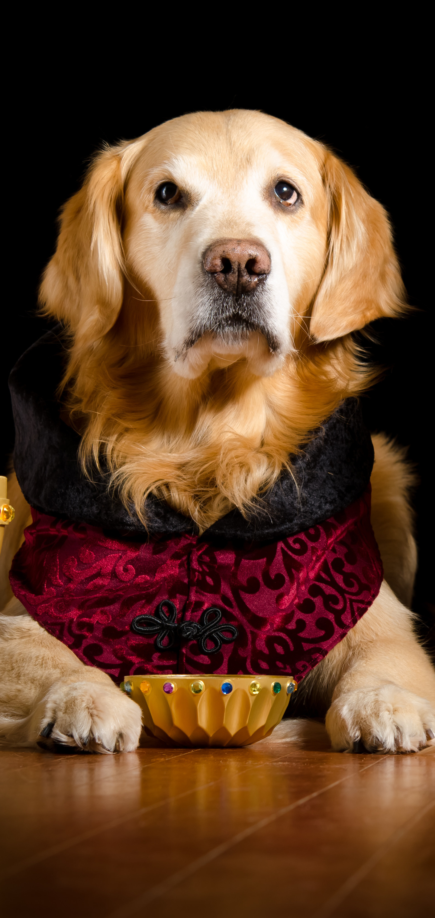 Download mobile wallpaper Golden Retriever, Dogs, Animal for free.