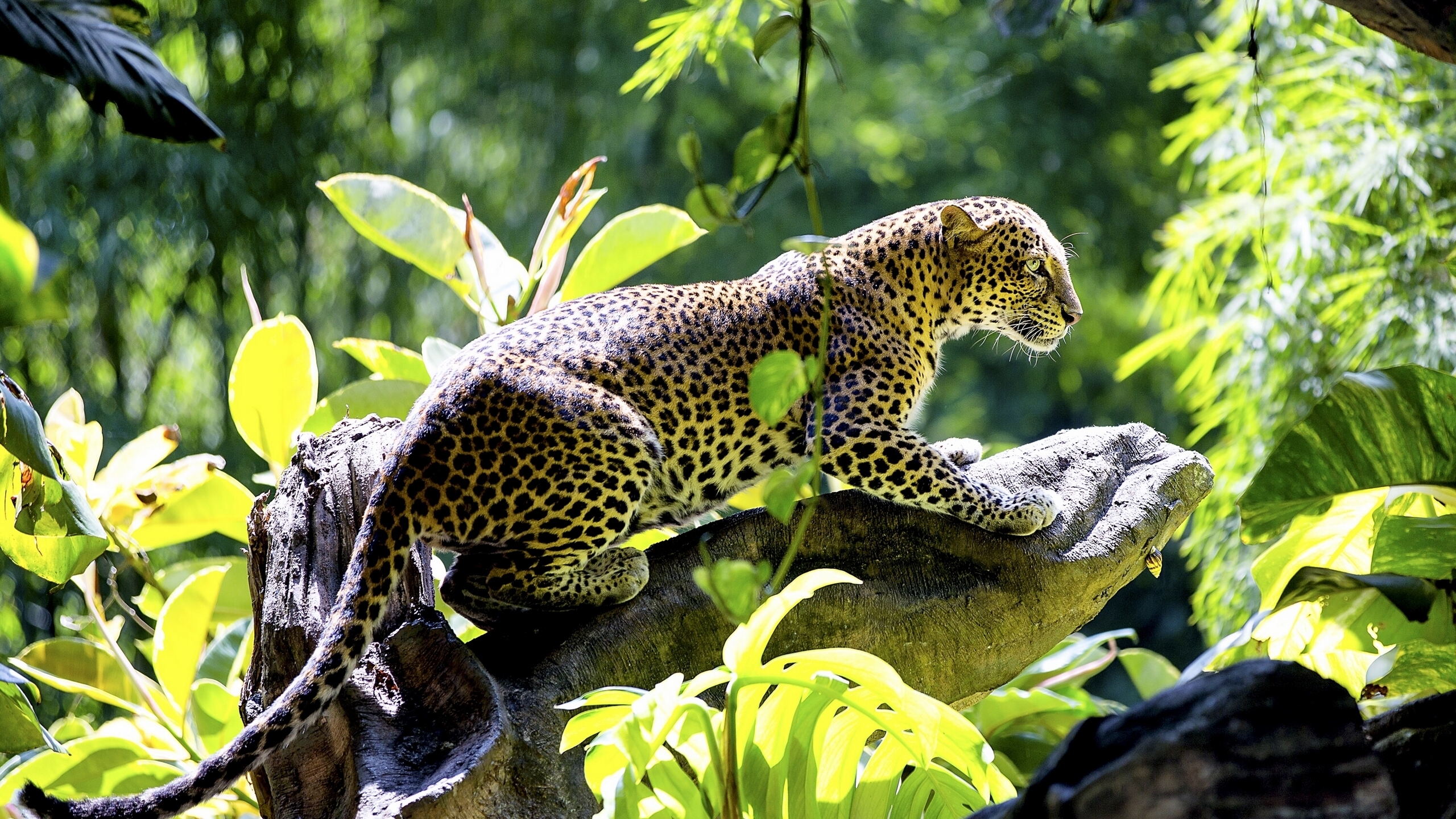 1499244 Hintergrundbild herunterladen tiere, leopard, bokeh, urwald - Bildschirmschoner und Bilder kostenlos