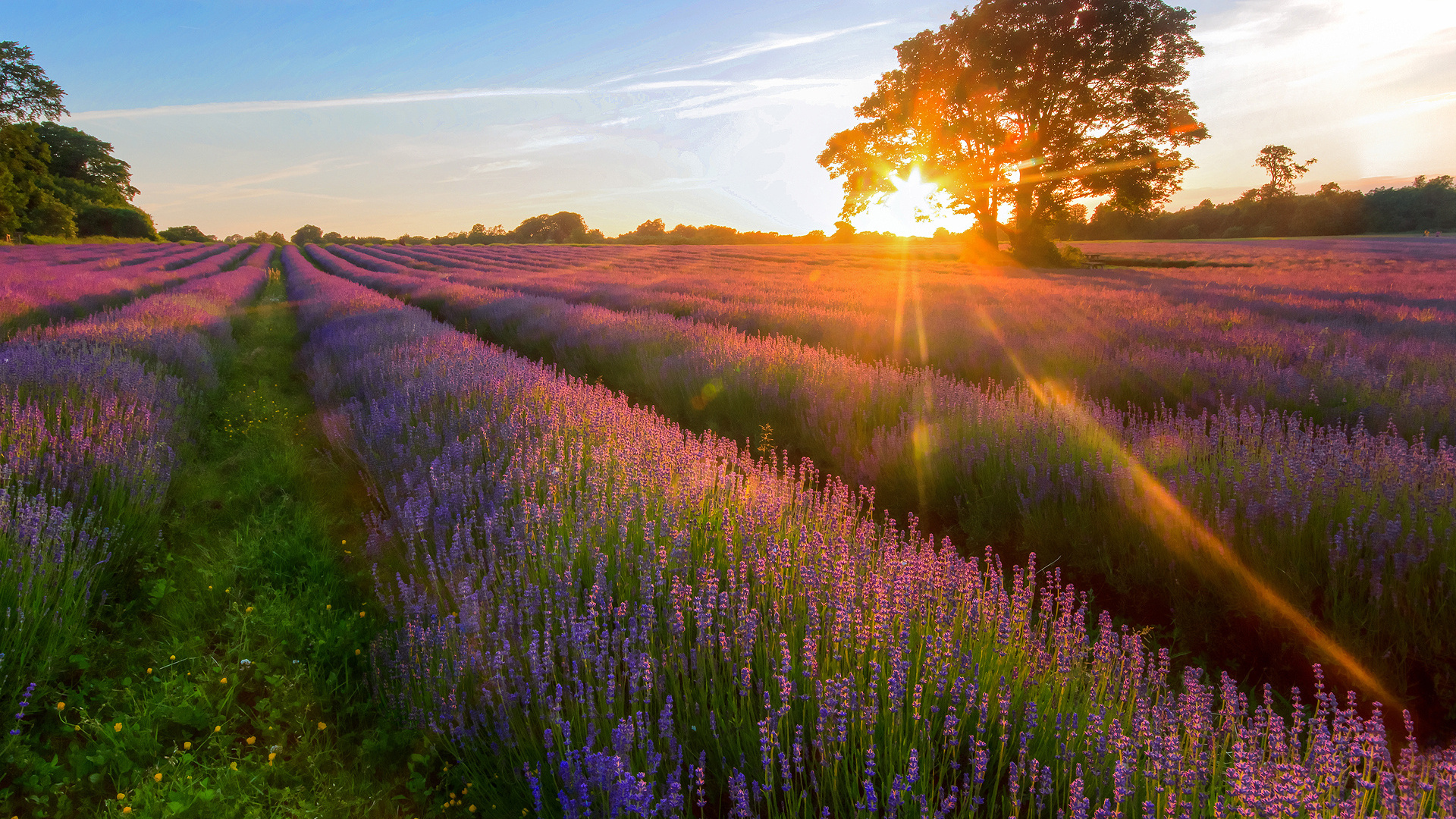 Laden Sie das Lavendel, Sonnenstrahl, Erde/natur-Bild kostenlos auf Ihren PC-Desktop herunter