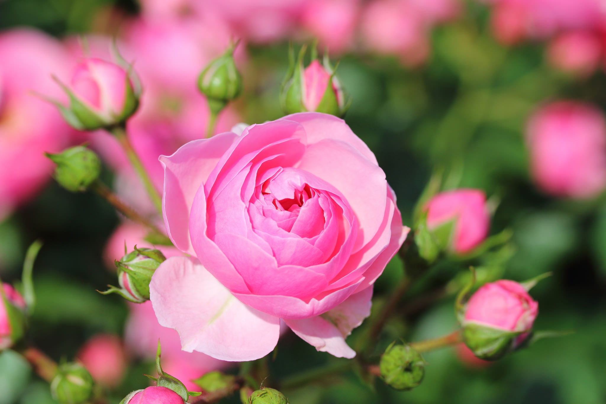 Free download wallpaper Nature, Flowers, Flower, Rose, Close Up, Earth, Pink Flower on your PC desktop