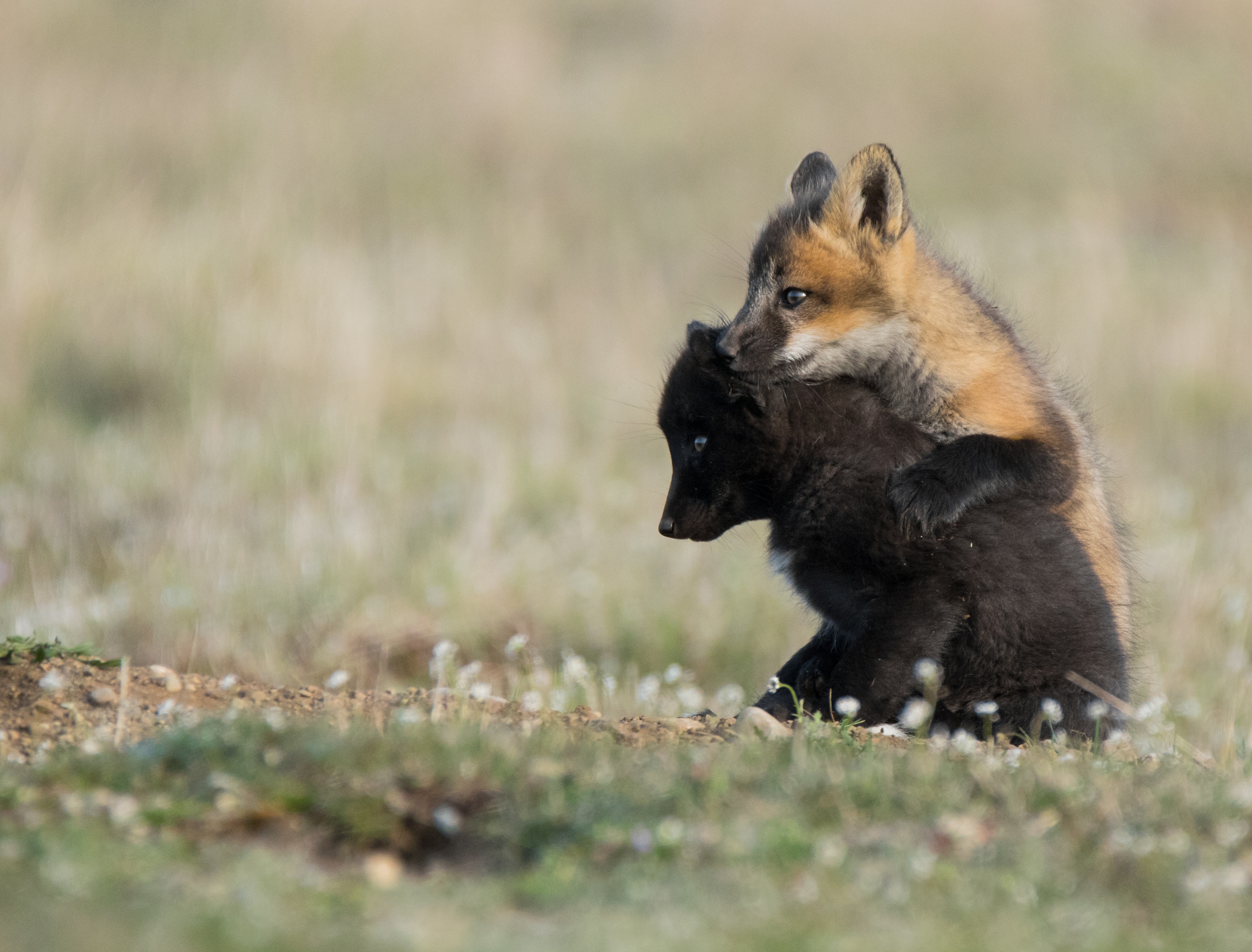 Download mobile wallpaper Fox, Blur, Animal, Baby Animal, Cub for free.