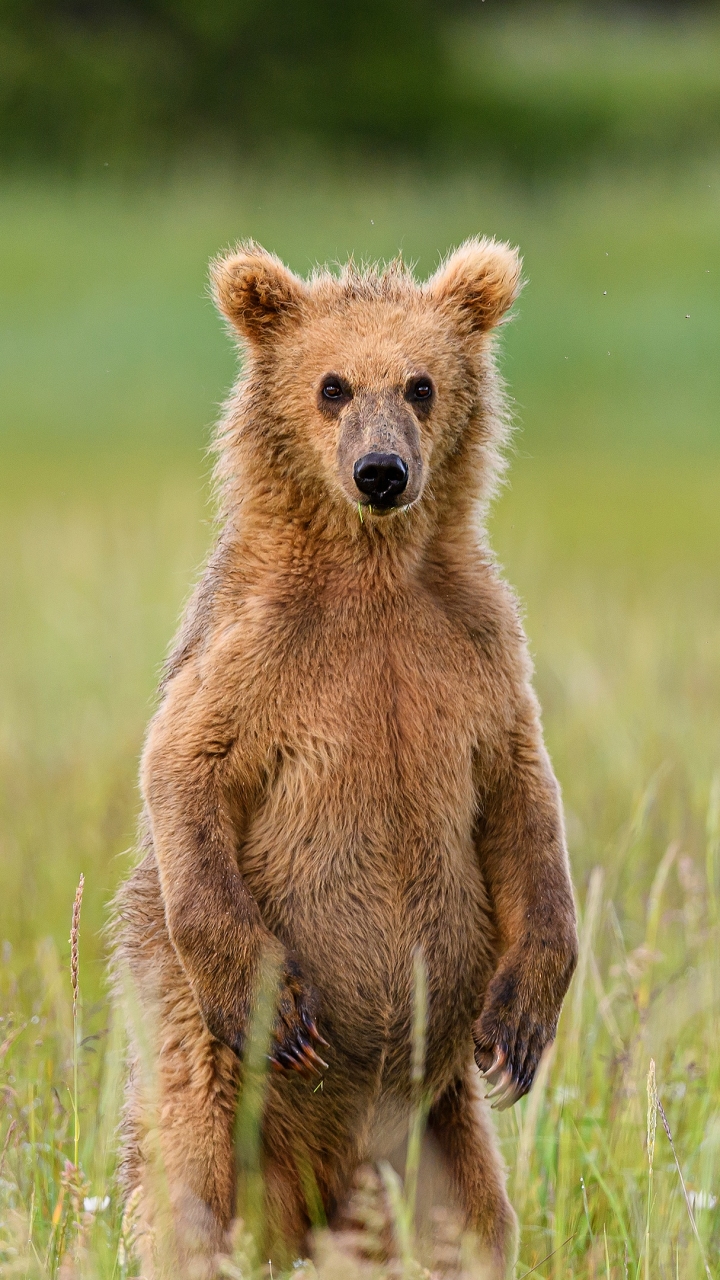 Download mobile wallpaper Bears, Bear, Animal for free.