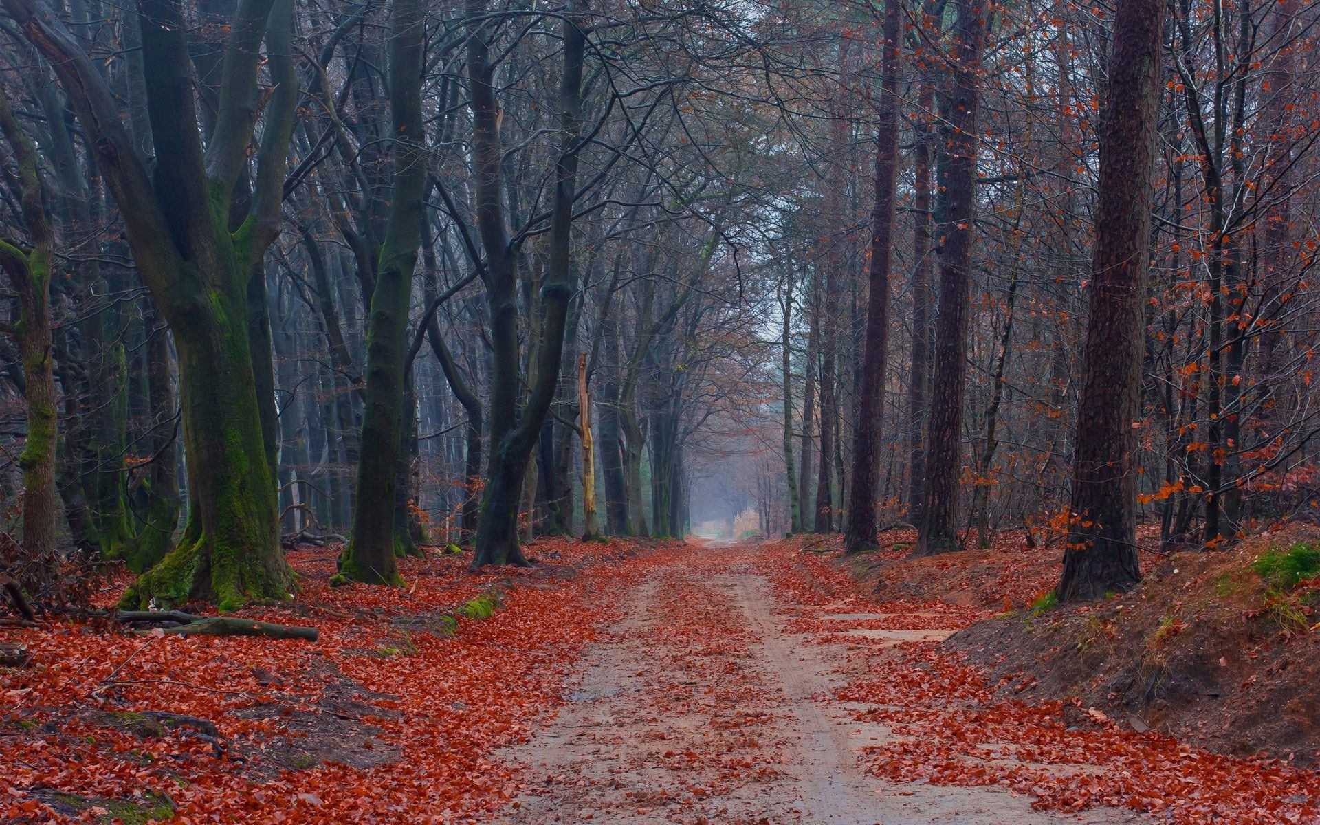 Download mobile wallpaper Path, Road, Trees, Leaves, Nature for free.