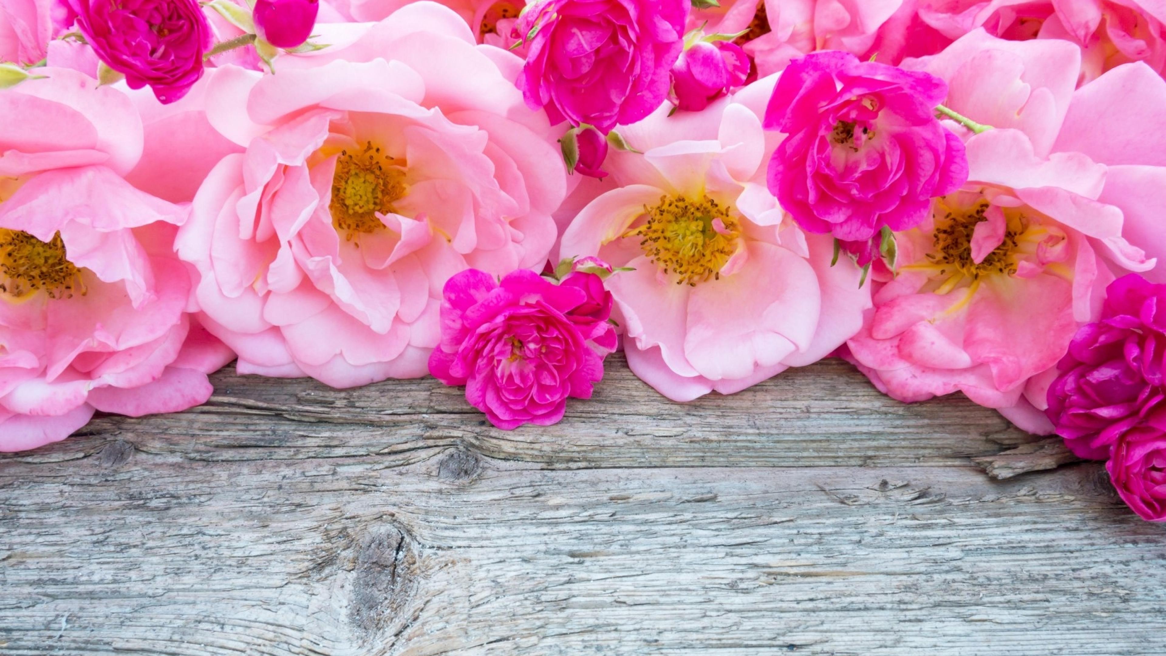 Free download wallpaper Flowers, Flower, Wood, Rose, Earth, Purple Flower, Pink Flower on your PC desktop