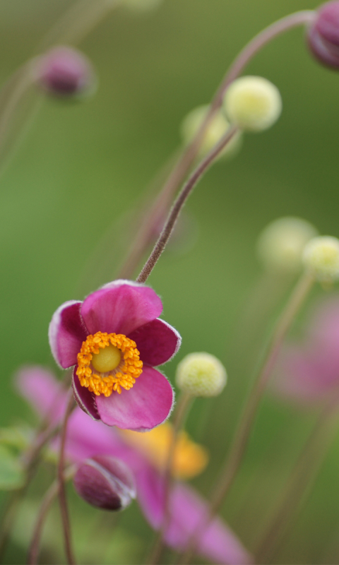 Descarga gratuita de fondo de pantalla para móvil de Flores, Flor, Tierra/naturaleza.