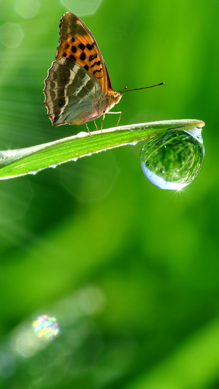 Descarga gratuita de fondo de pantalla para móvil de Animales, Mariposa.