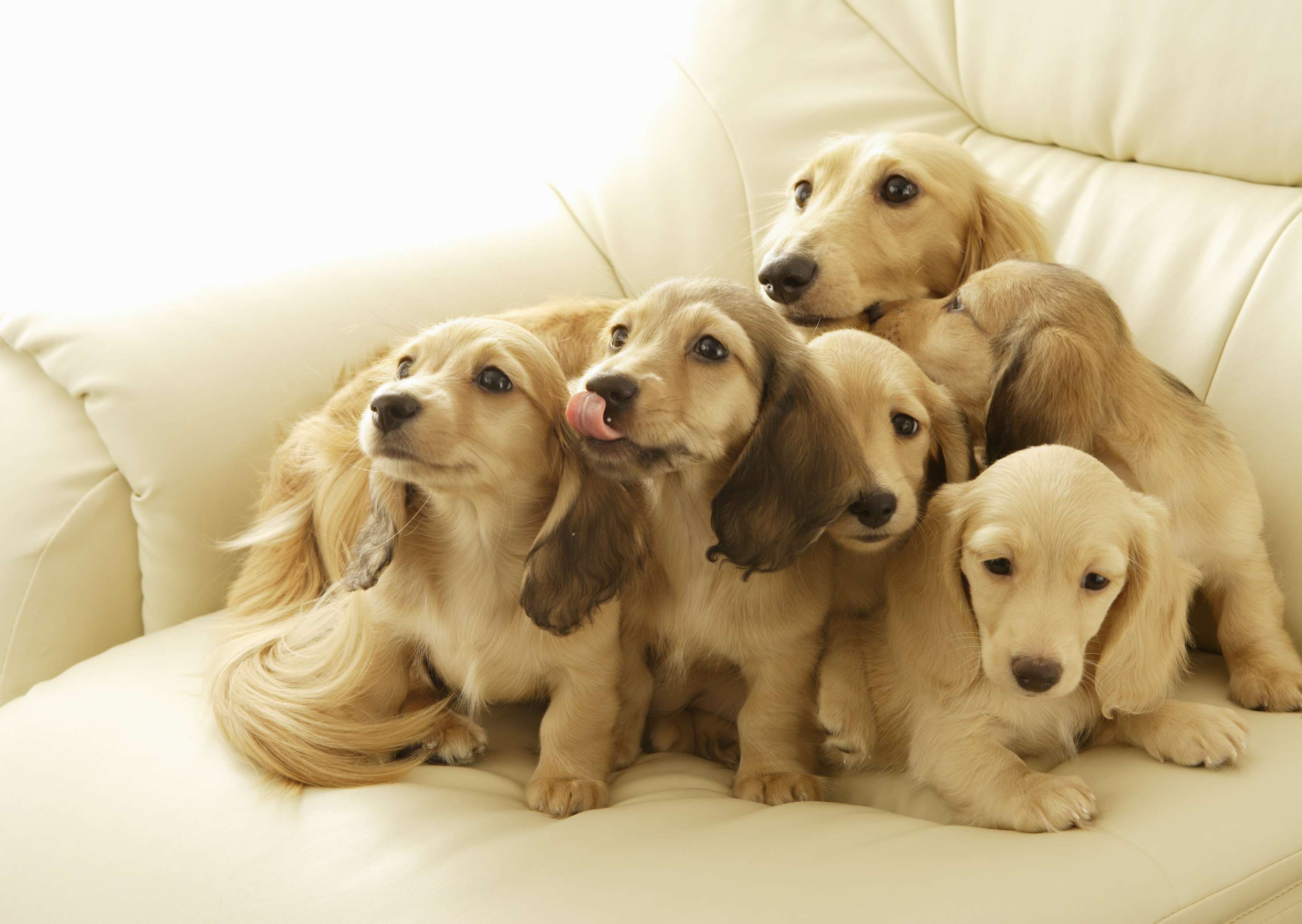 Baixar papel de parede para celular de Animais, Cães, Cão, Fofo, Animal Bebê, Filhote gratuito.