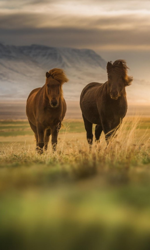 Descarga gratuita de fondo de pantalla para móvil de Animales, Caballo.