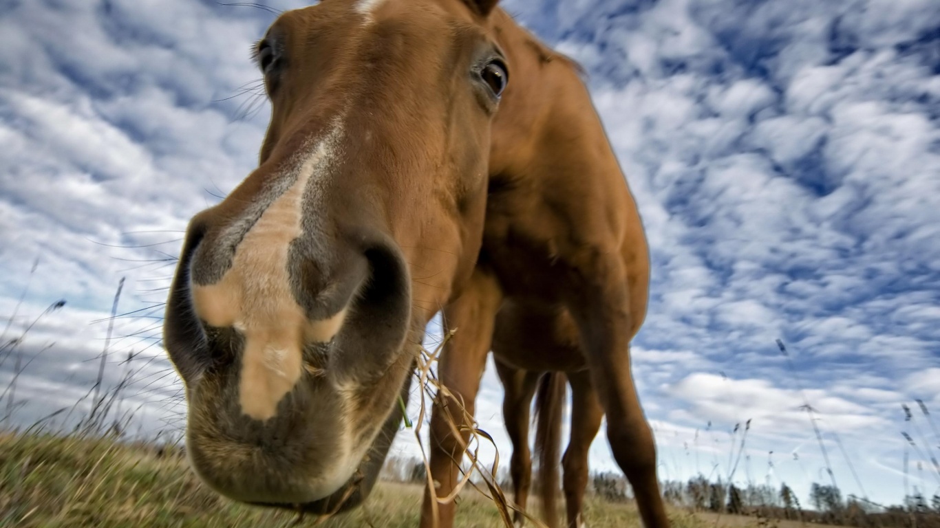 Free download wallpaper Animal, Horse on your PC desktop